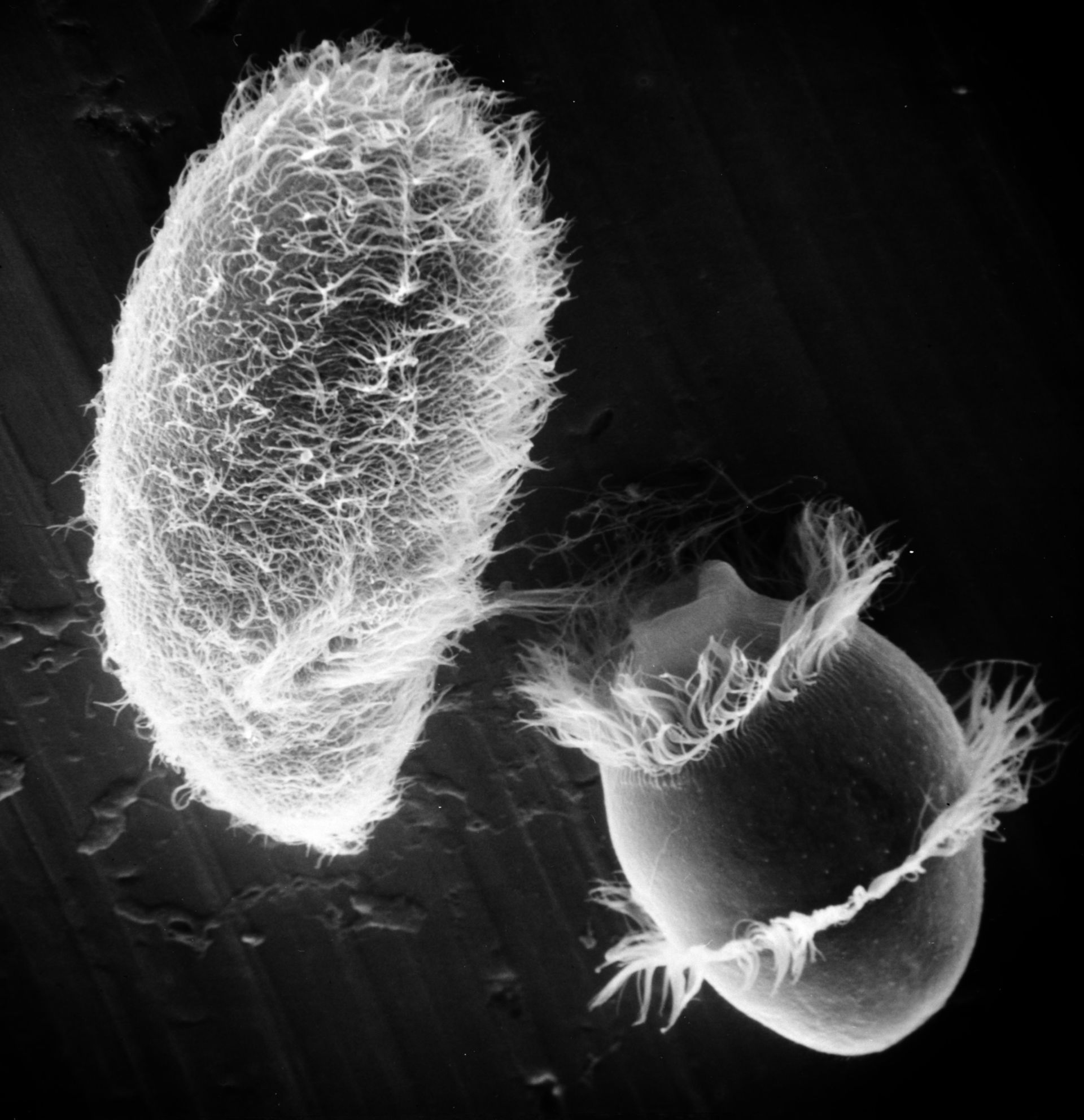 Paramecium sp. (Cell surface) - CIL:21993