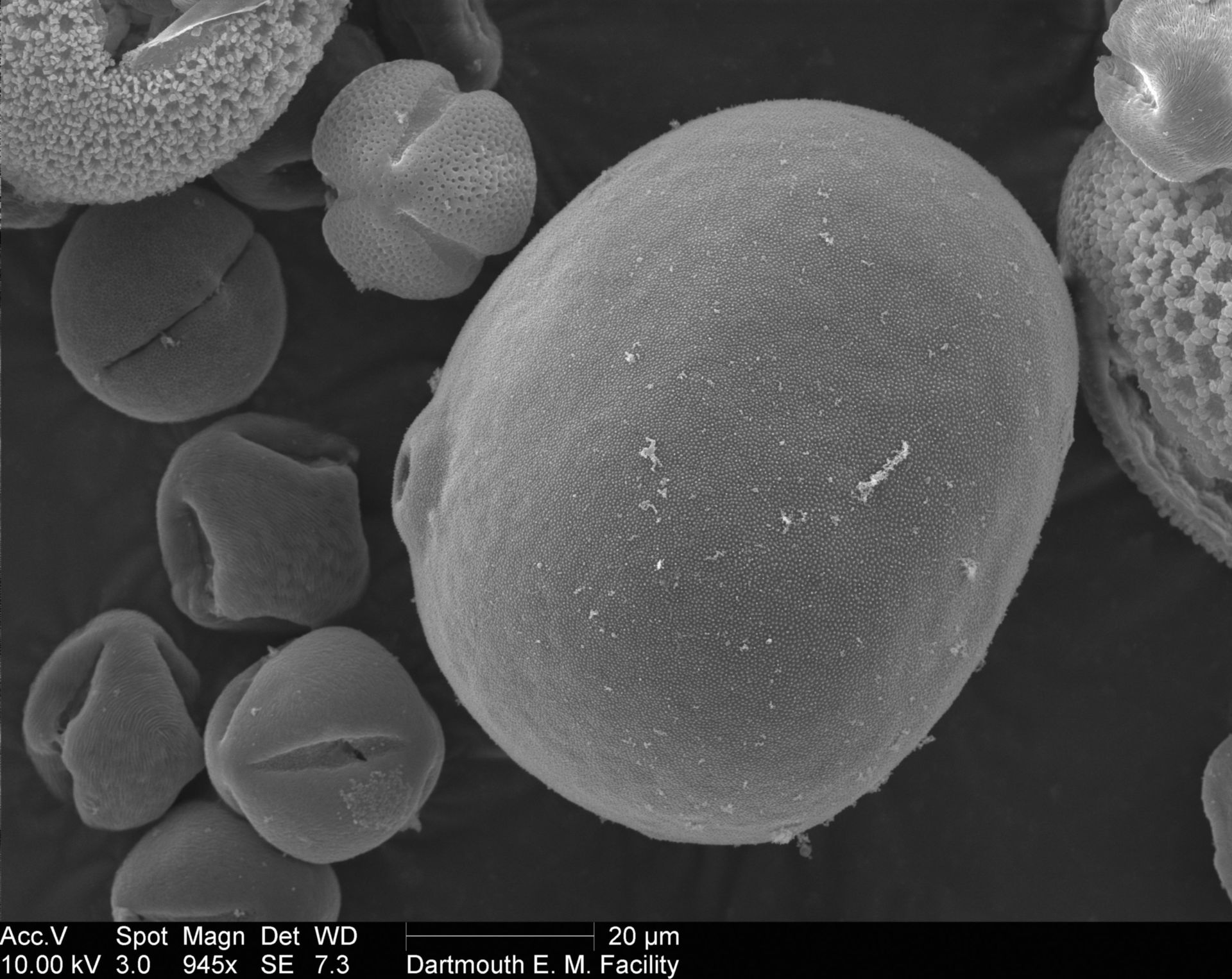 Zea mays (Pollen wall) - CIL:40281