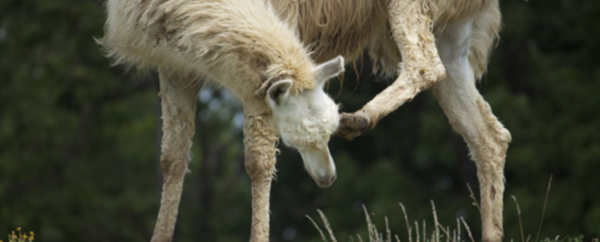 Dupilumab Neurodermitis, wen juckt's noch? DocCheck