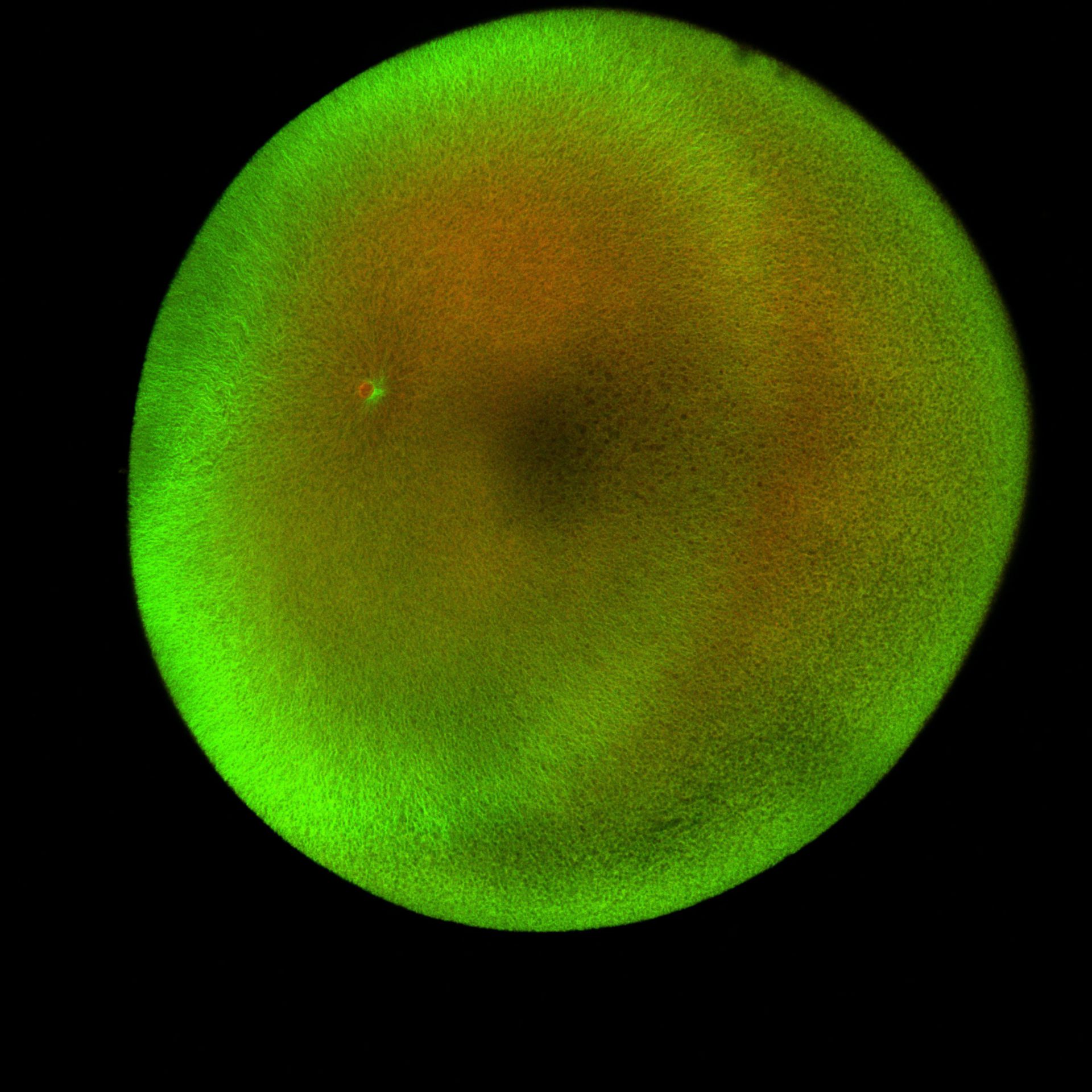 Xenopus laevis (DNA) - CIL:36476