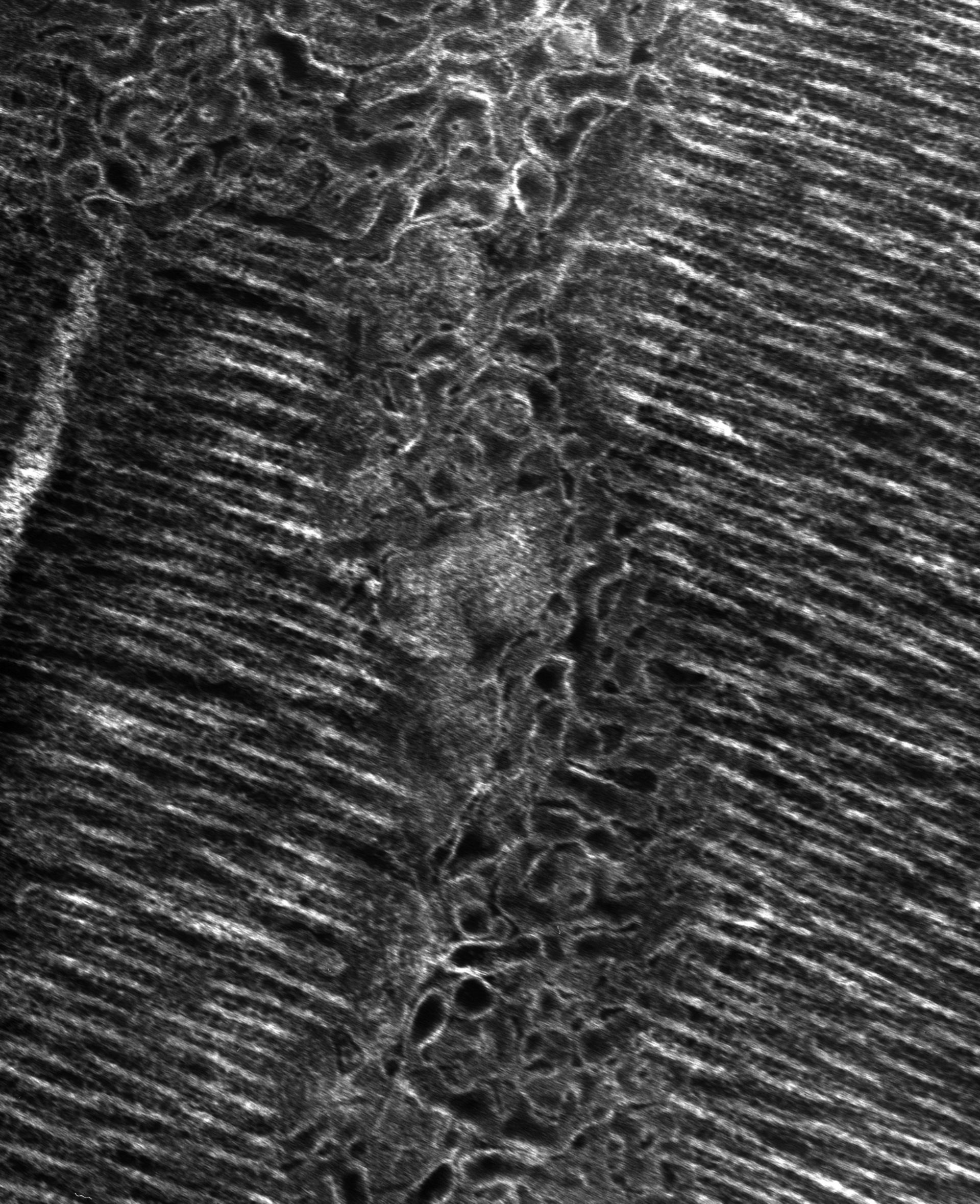 Damselfly (T-tubule) - CIL:37360