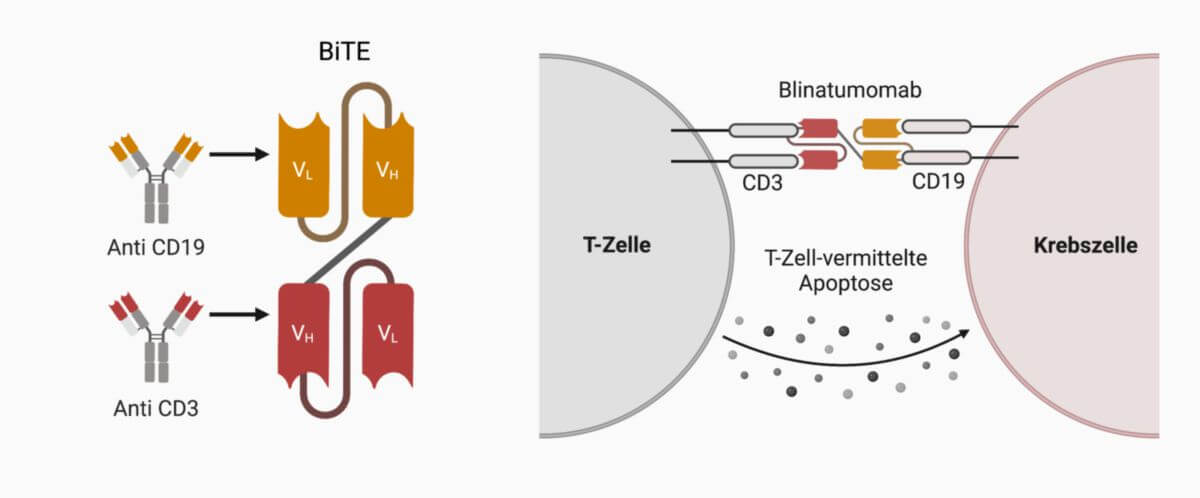 Aufbau und Wirkmechanismus bispezifischer T-Zell-Antikörper (BiTE)