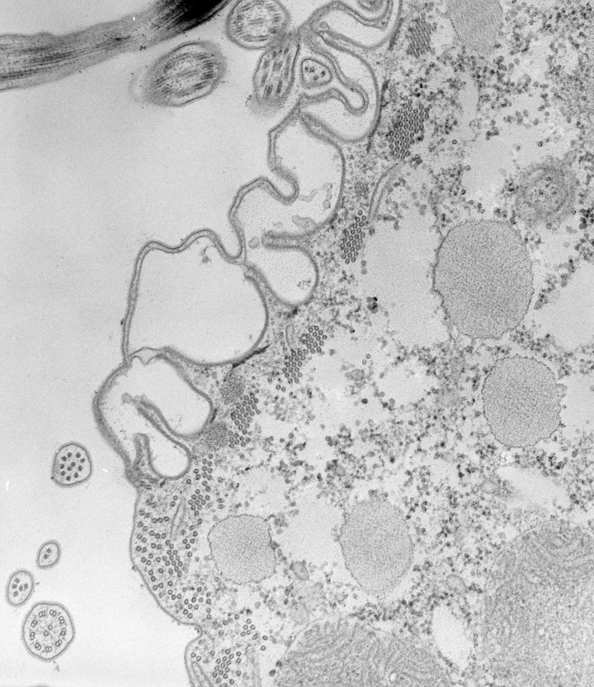 Paramecium caudatum (Oral apparatus) - CIL:39157