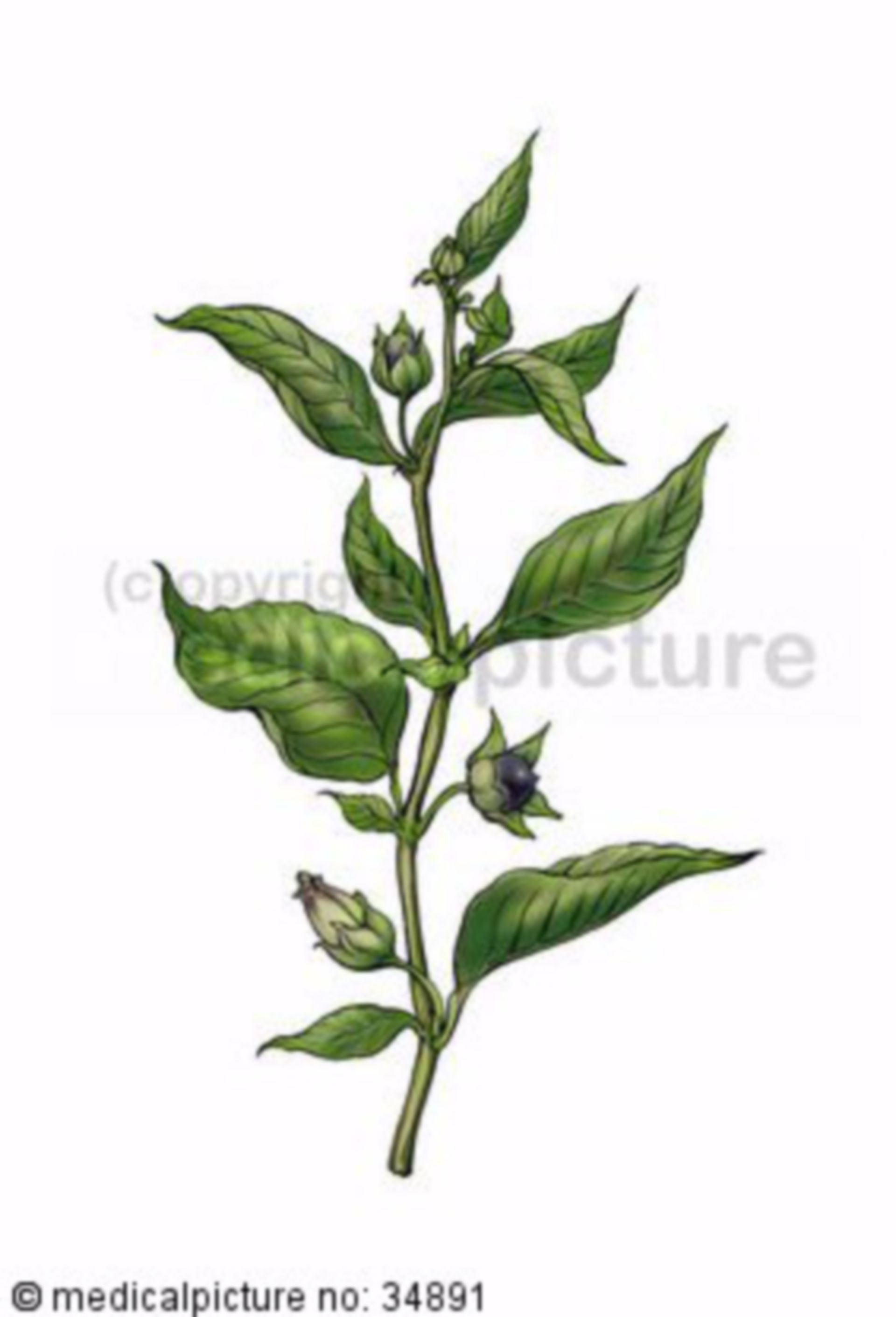  Tollkirsche, Atropa belladonna 
