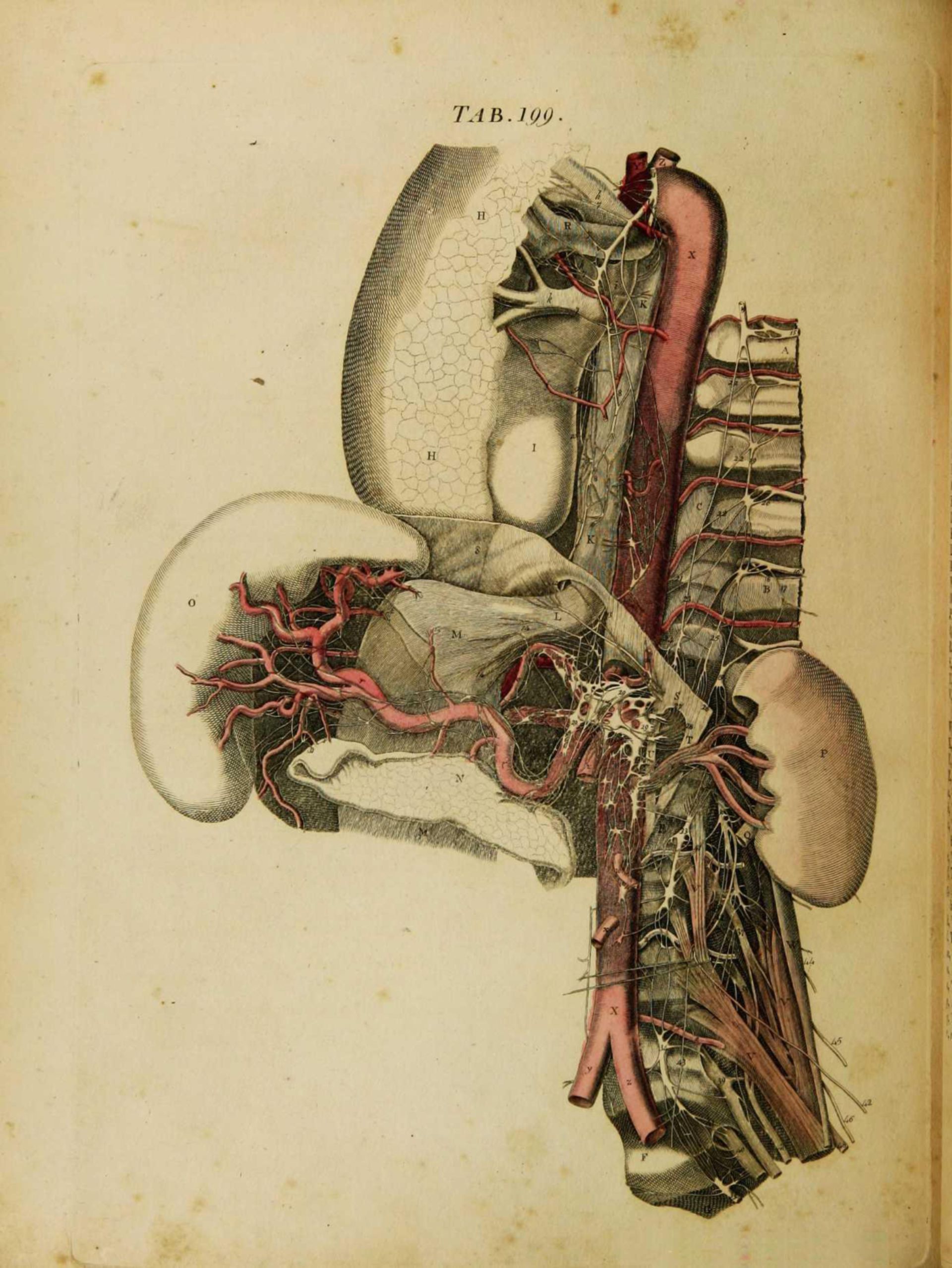 Arterielle Versorgung beider Nieren über die Aa. Renales