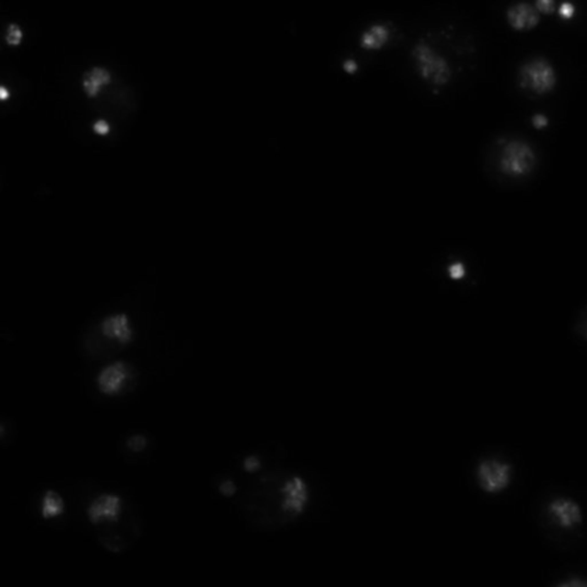 Drosophila melanogaster (DNA) - CIL:21749