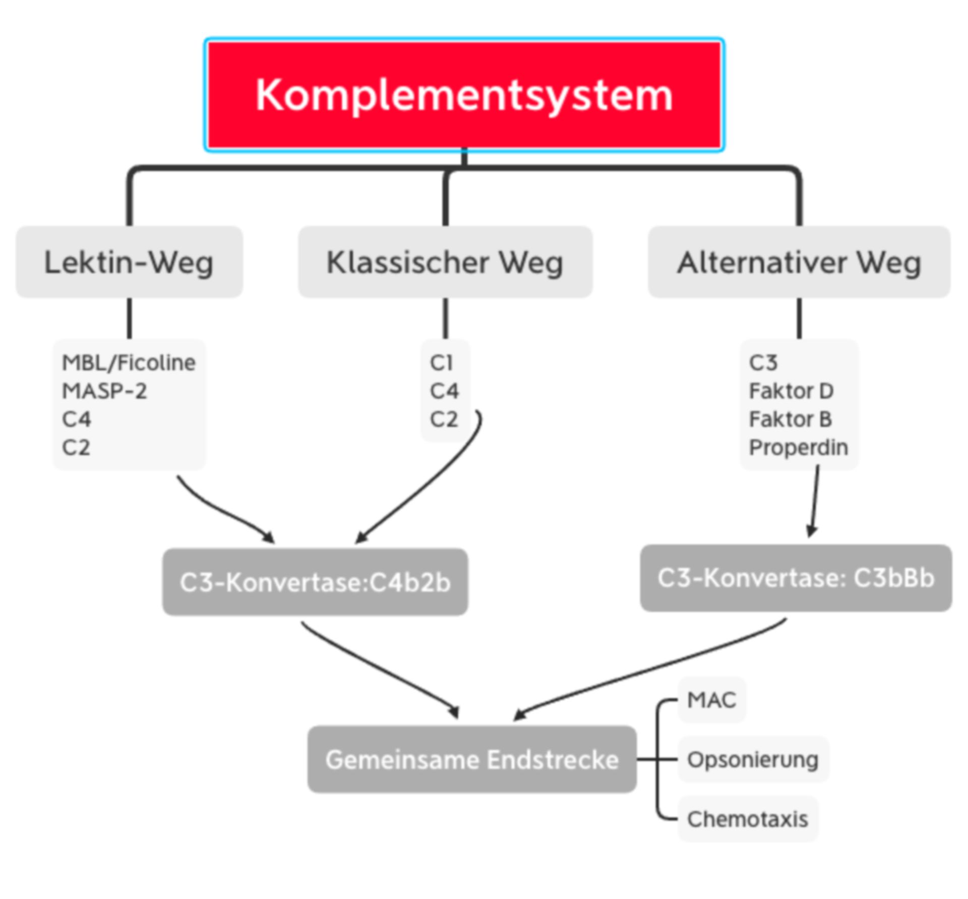 Komplementsystem - Übersicht