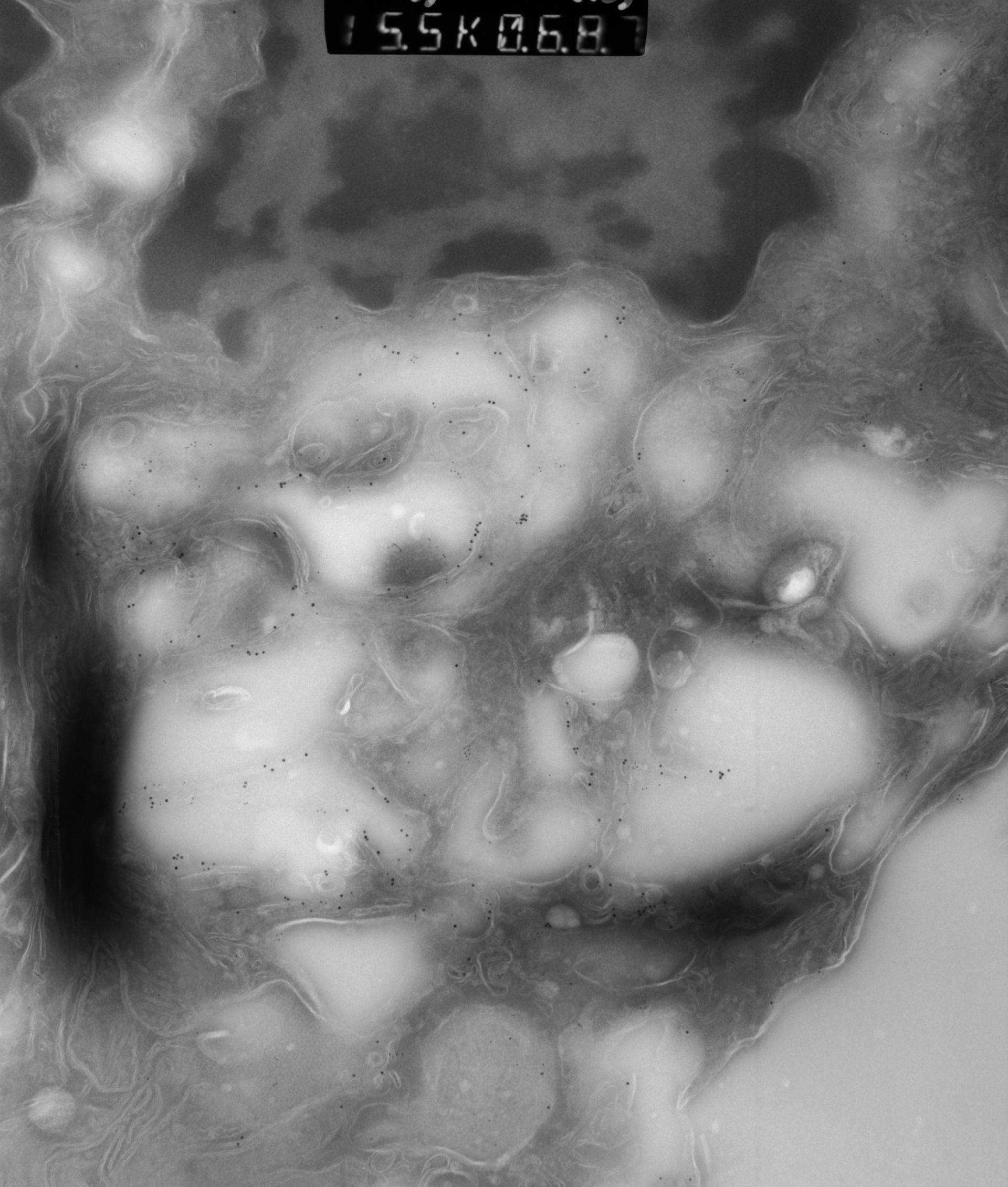 Rattus rattus (Mitochondrion) - CIL:12959