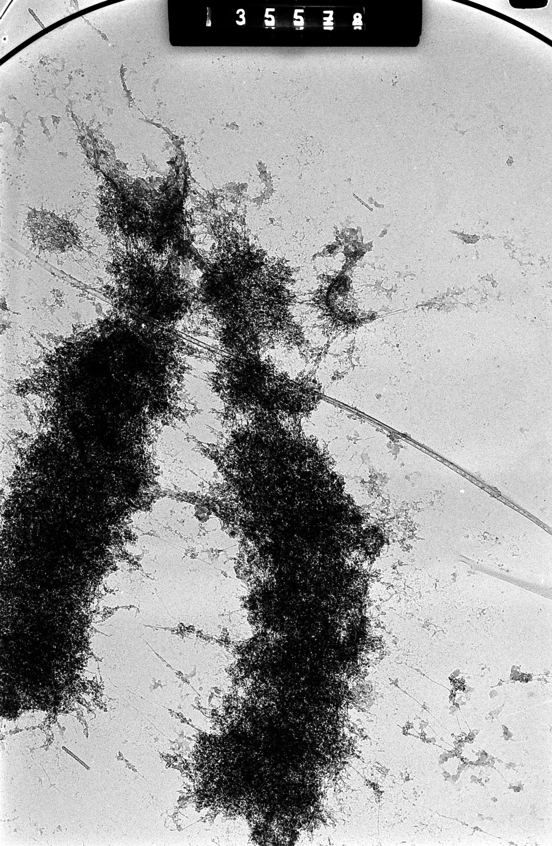 Cricetulus griseus (Nuclear chromosome) - CIL:41710