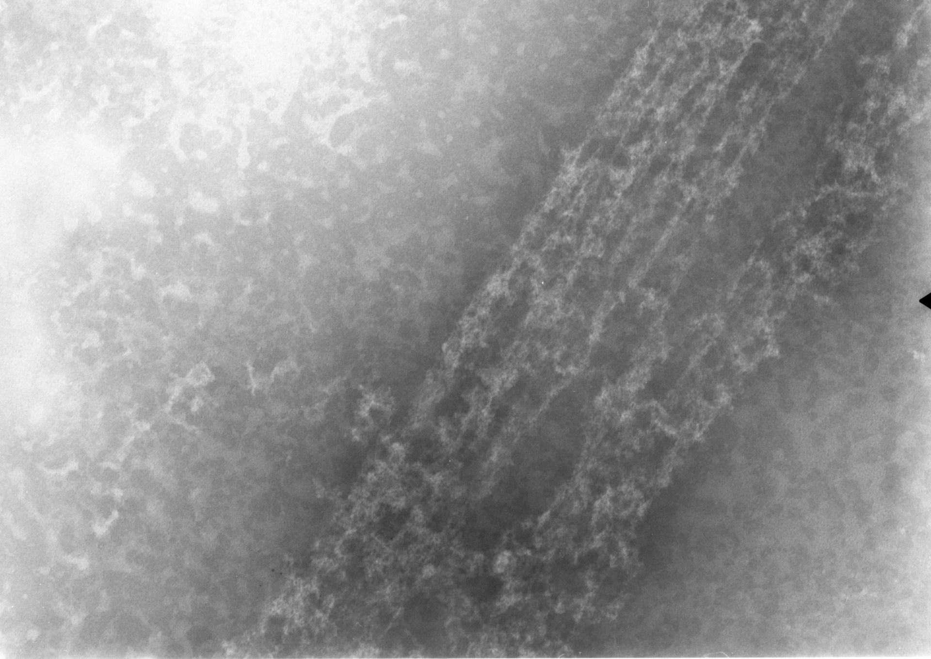 Notopthalmus viridescens (Nuclear chromatin) - CIL:7355