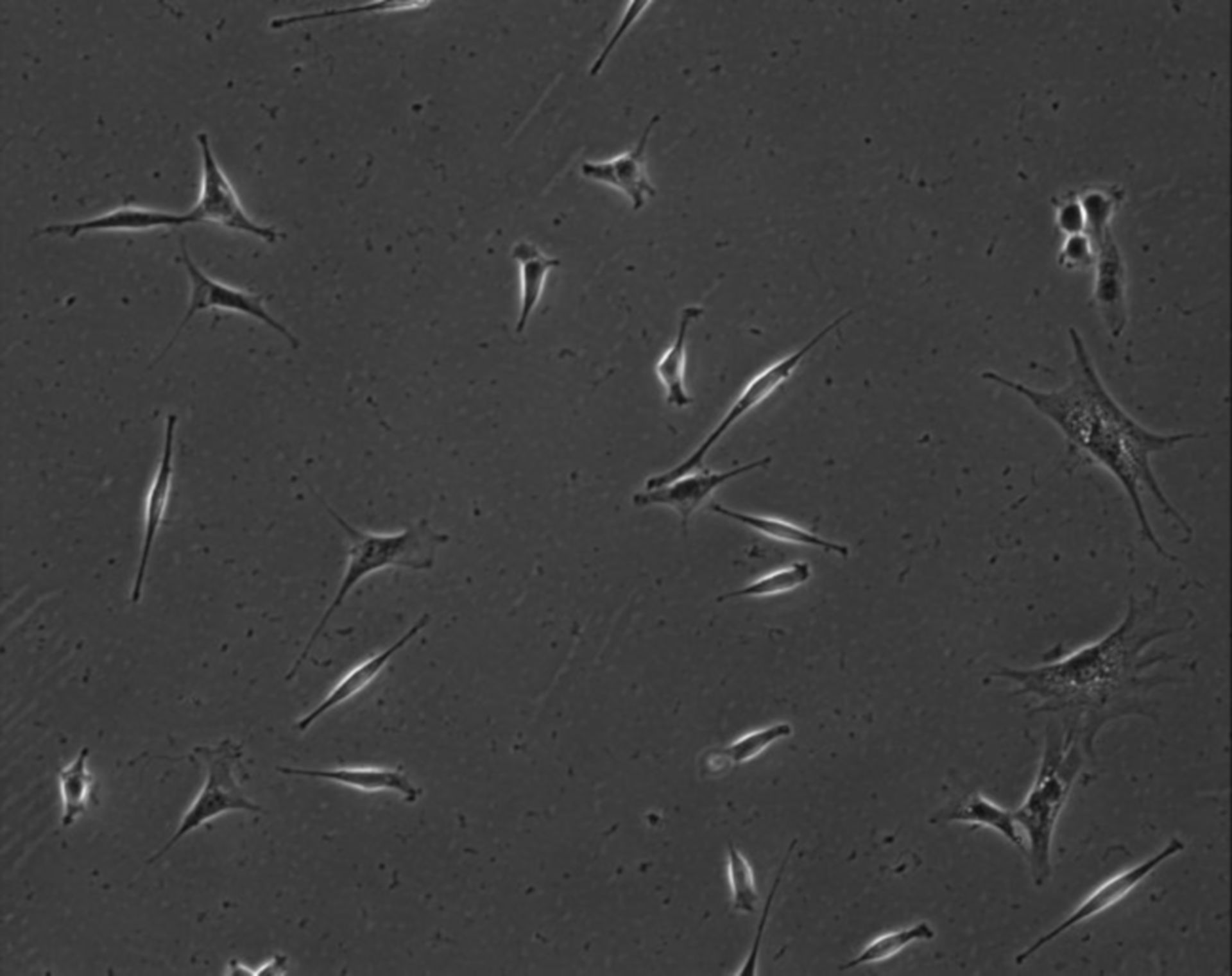 Mus musculus (Extracellular matrix part) - CIL:7872