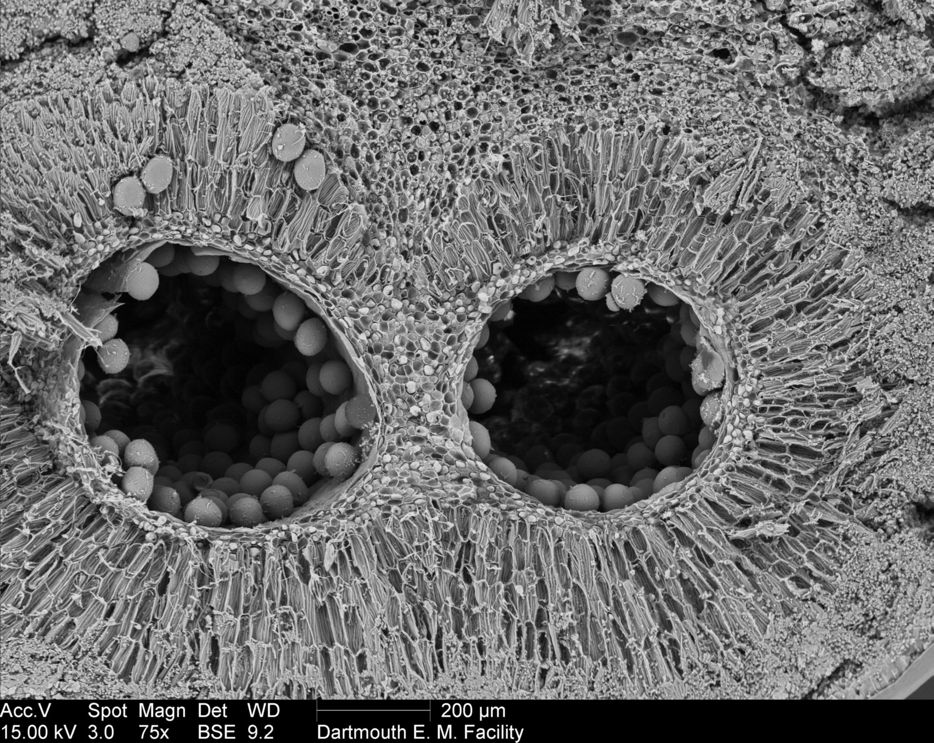 Amorphophallus titanum (Pollen wall) - CIL:39379