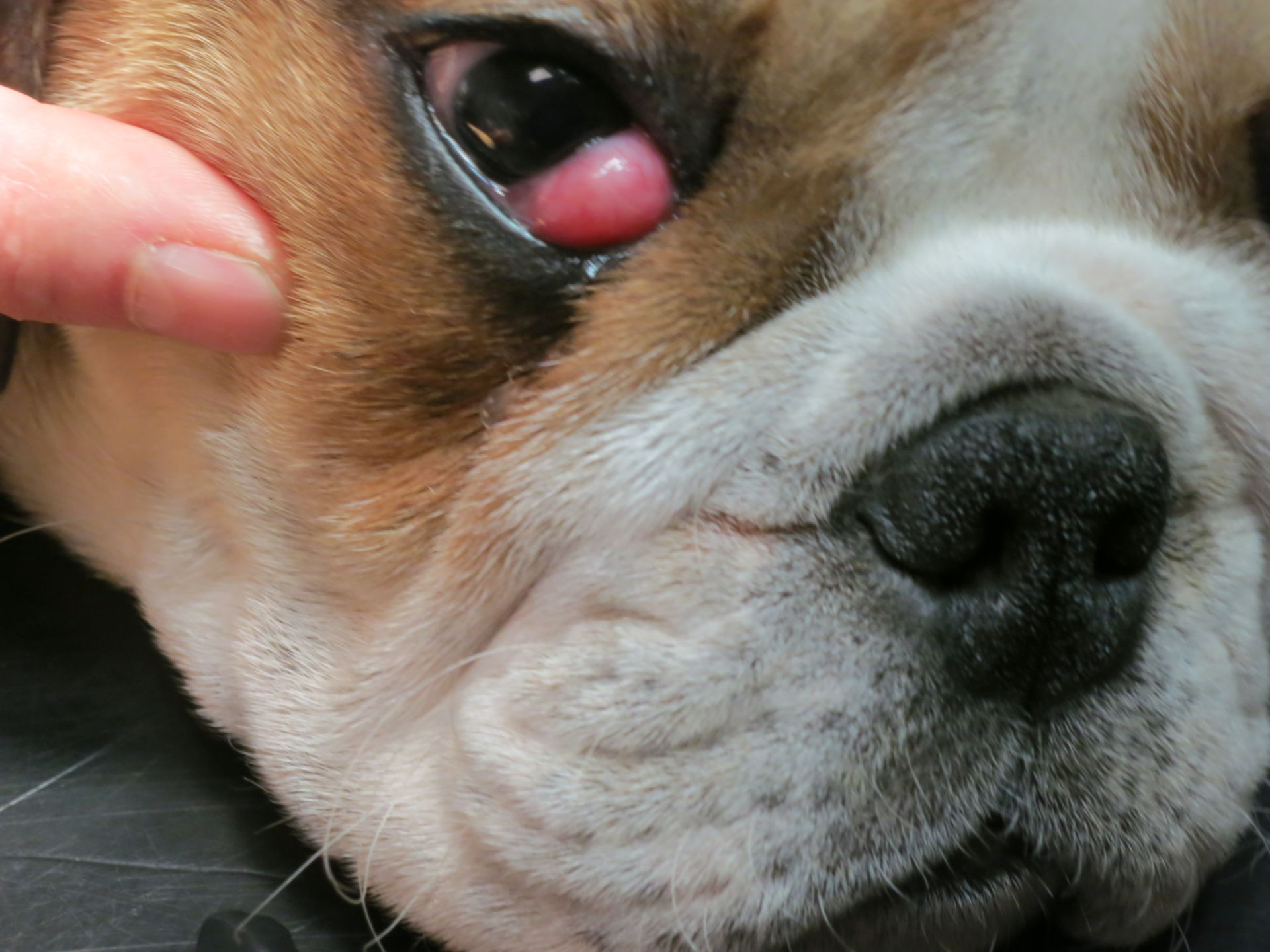 Nickhautdrüsenhyperplasie Hund (1)