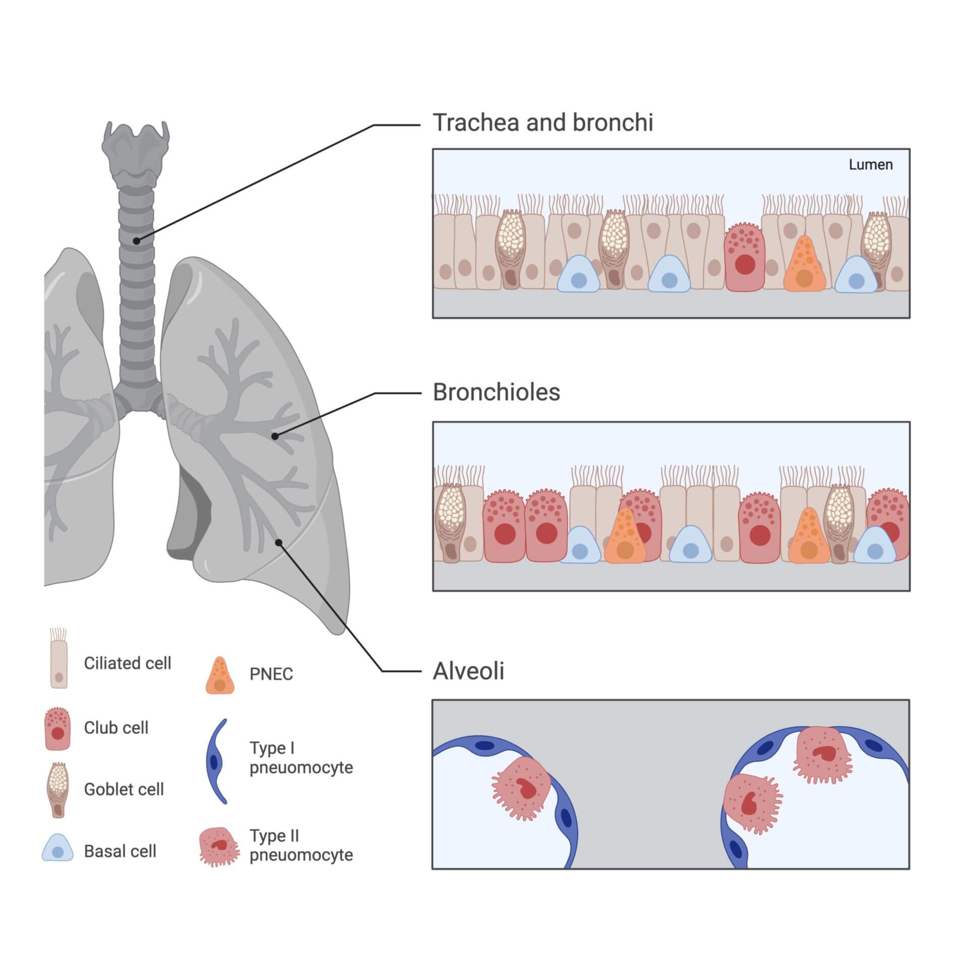 Respiratory epithelium