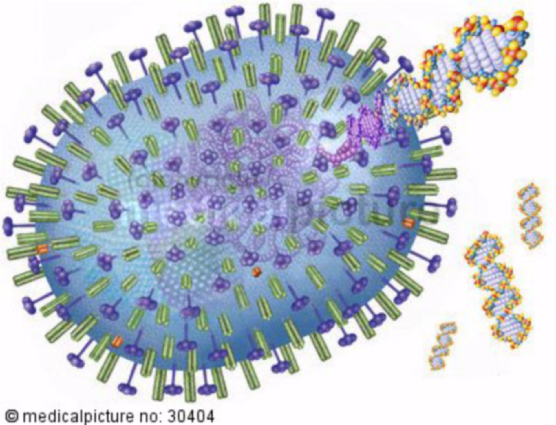  H5N1 Virus mit DNA, Influenza-A Virus with RNA, Vogelgrippe, avian influenza, bird flu 

