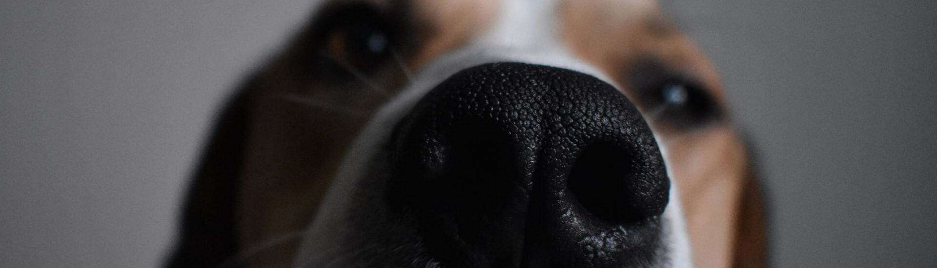 CoronaTest Hunde haben die Nase vorn DocCheck