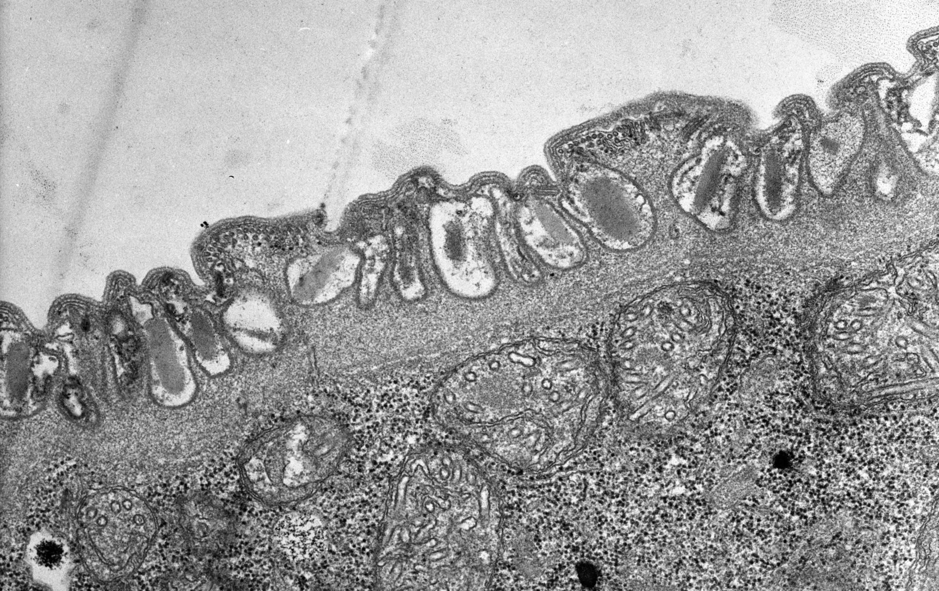 Didinium nasutum  - CIL:9927