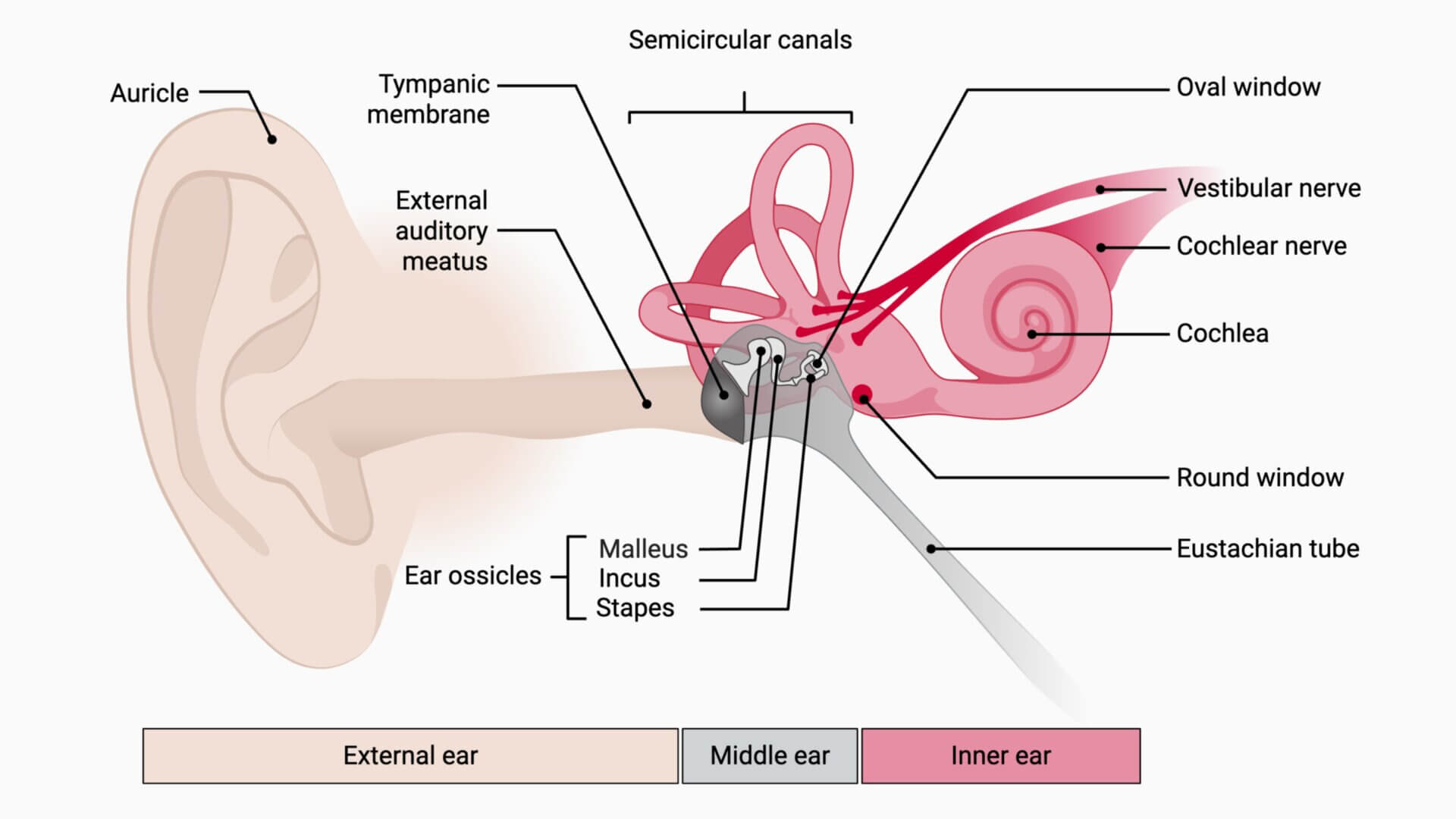 Middle and Inner Ear Anatomy