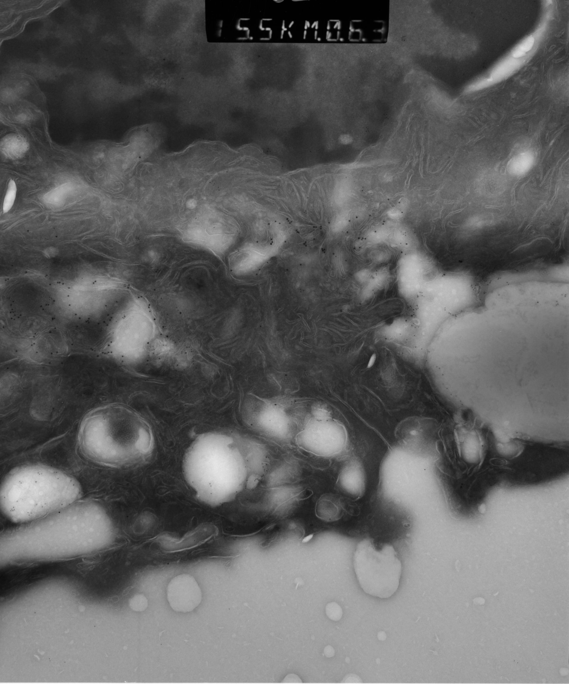 Rattus rattus (Mitochondrion) - CIL:38593