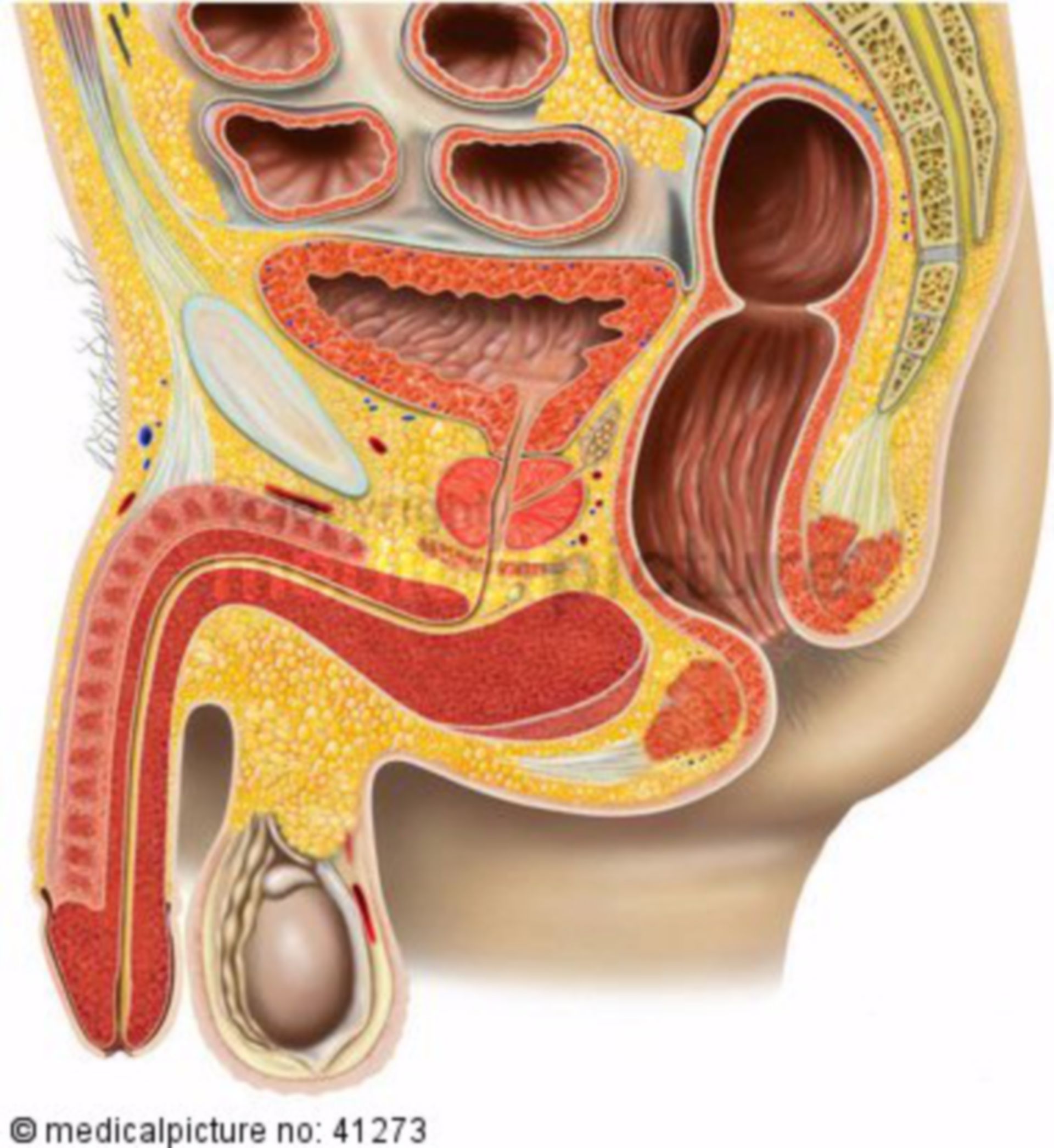 Pelvic organs