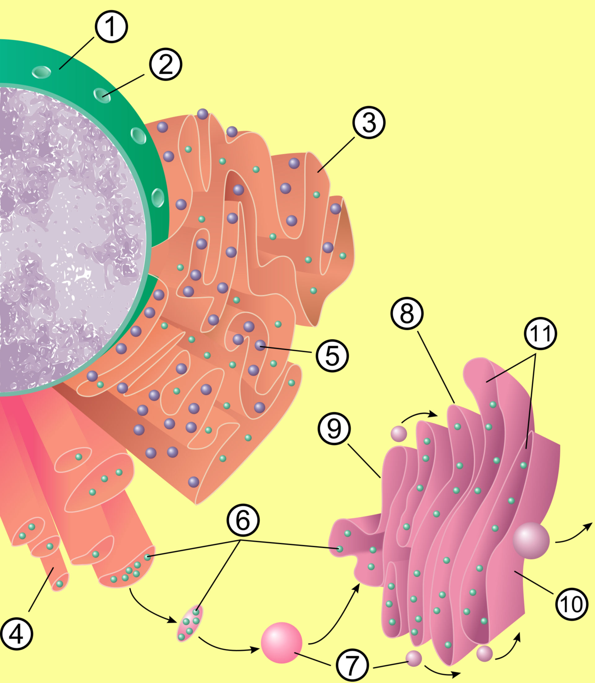 Zellkern, Endoplasmatisches Retikulum und Golgi-Apparat