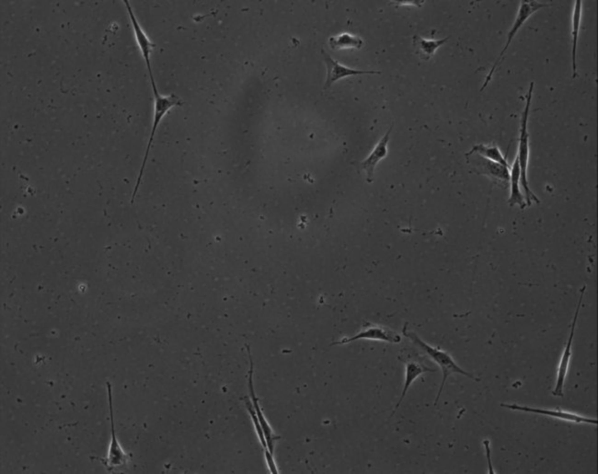 Mus musculus (Extracellular matrix part) - CIL:8917