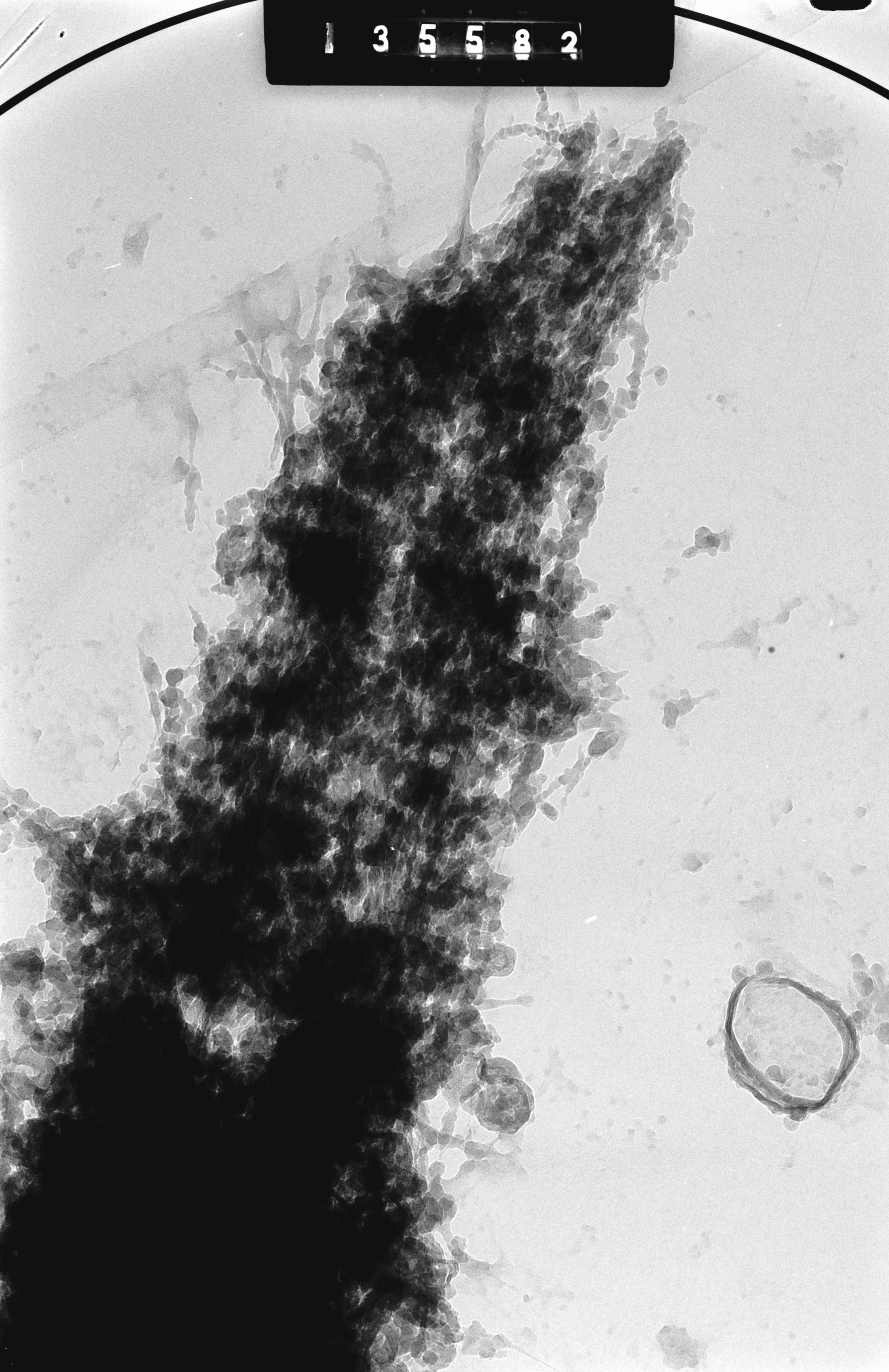 Cricetulus griseus (Nuclear chromosome) - CIL:41712