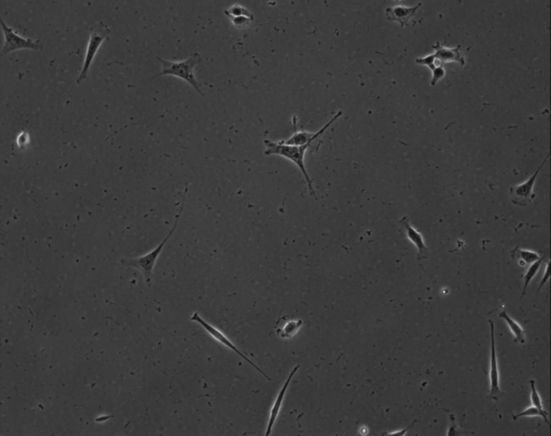 Mus musculus (Extracellular matrix part) - CIL:8897