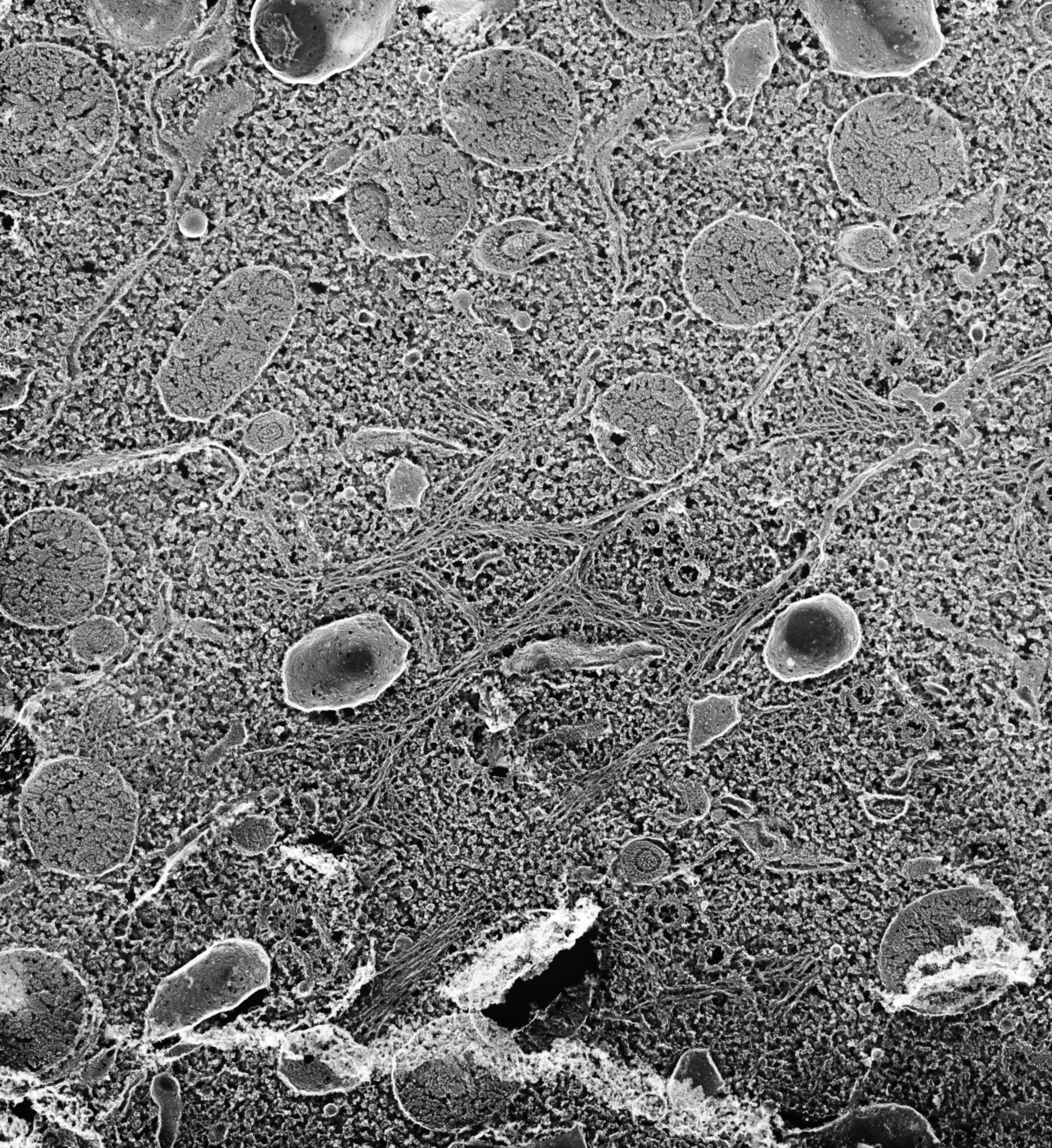 Paramecium multimicronucleatum (Cytoplasm) - CIL:39319