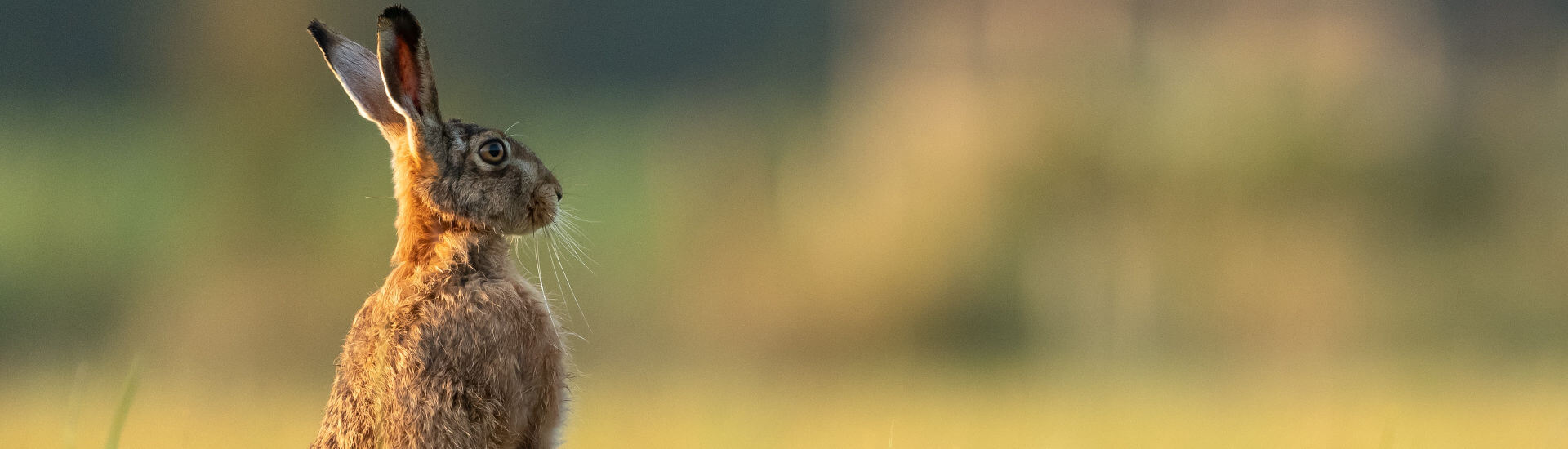 Hoppel In Gefahr Meldungen Von Hasenpest Doccheck