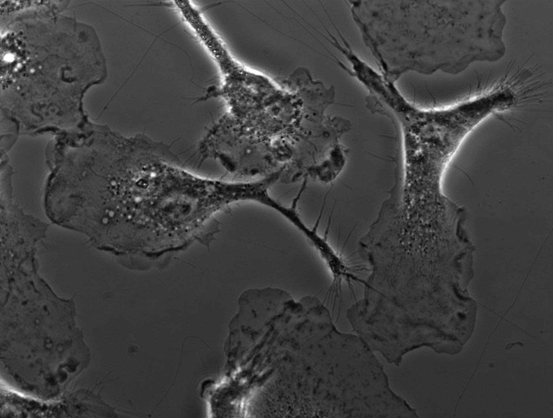 Mus musculus (Ruffle membrane) - CIL:35143