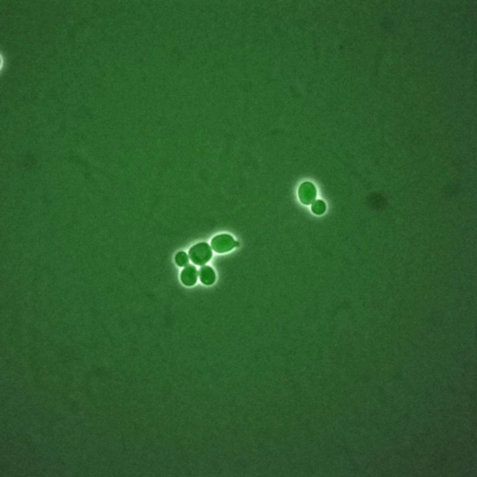 Saccharomyces cerevisiae (Spindle pole body) - CIL:35851