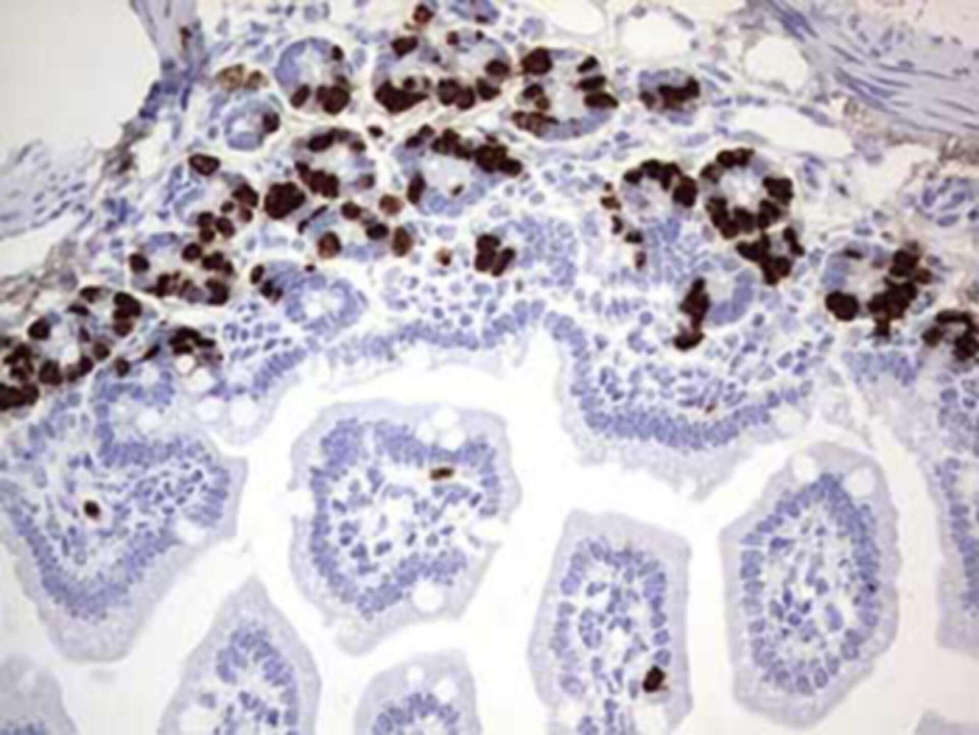 Cell Proliferation Assay via DNA Synthesis