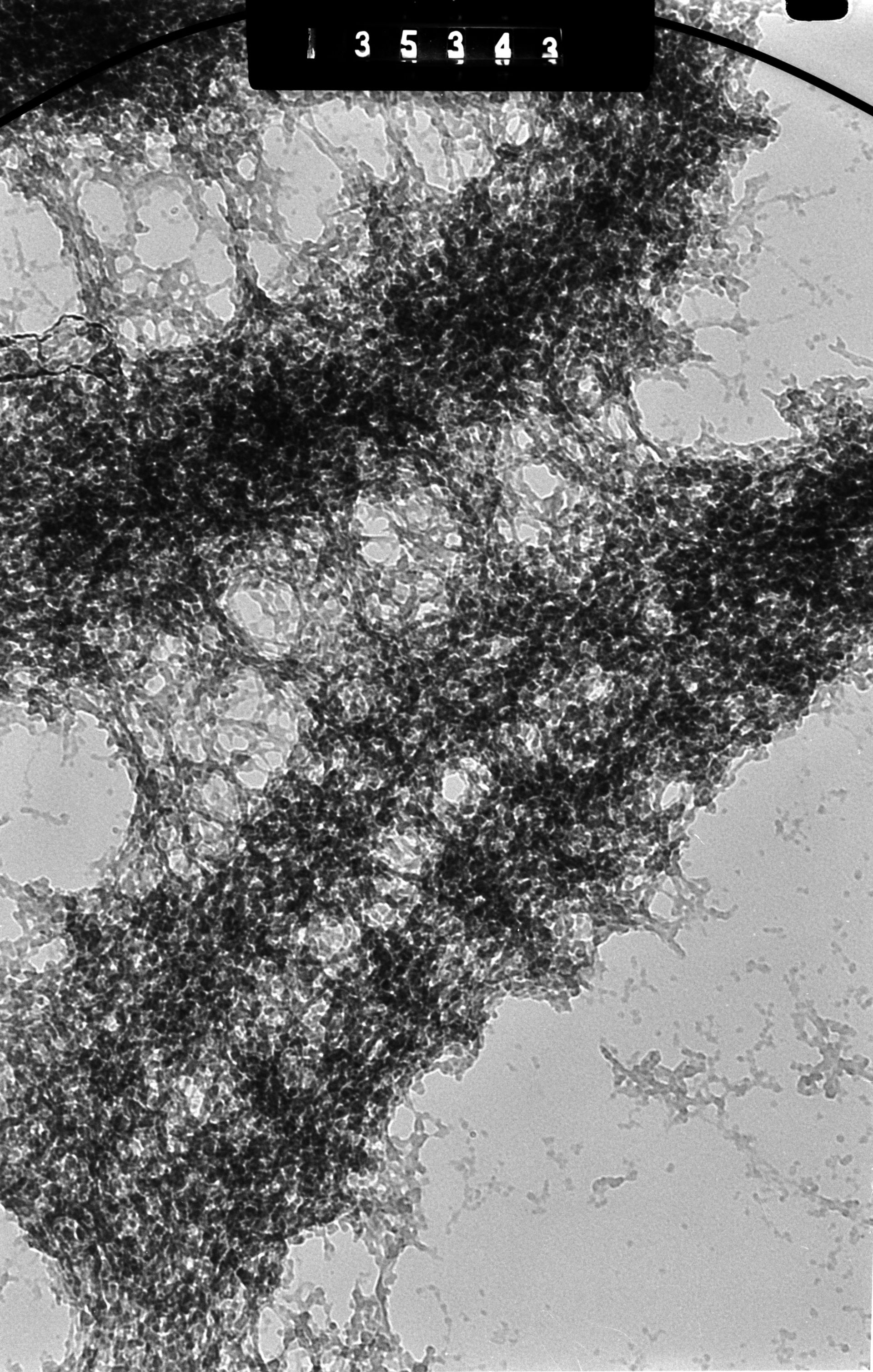 Cricetulus griseus (Nuclear chromosome) - CIL:41601