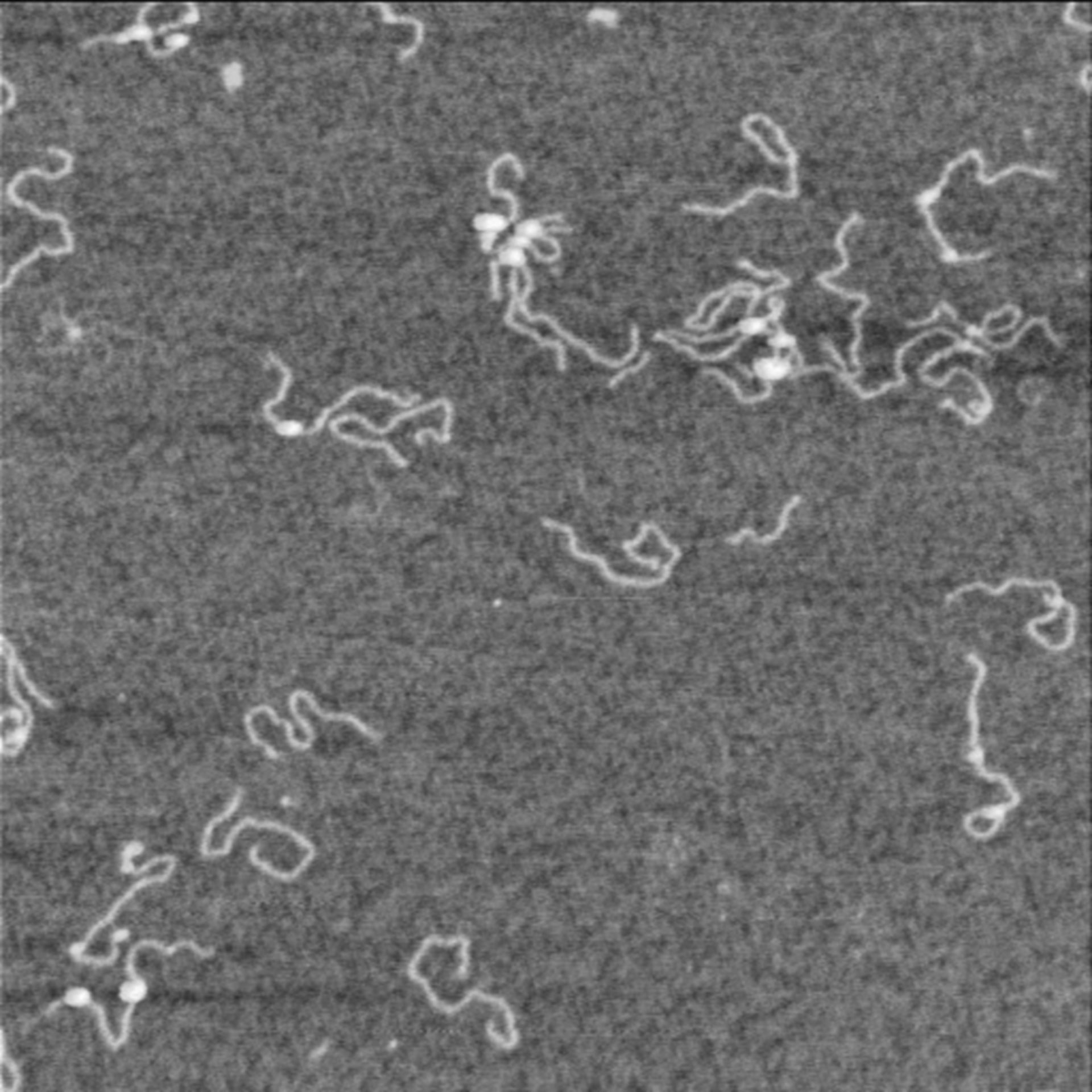 Homo sapiens (Neuron) - CIL:7407