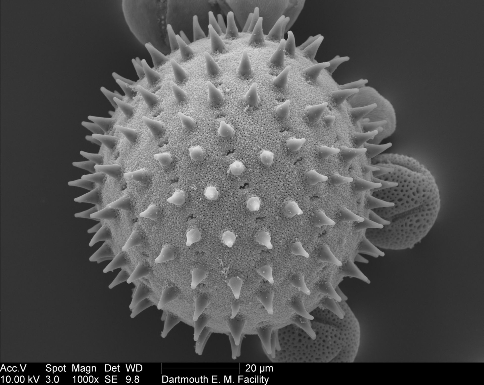 Sildalcea malviflora (Pollen wall) - CIL:40294