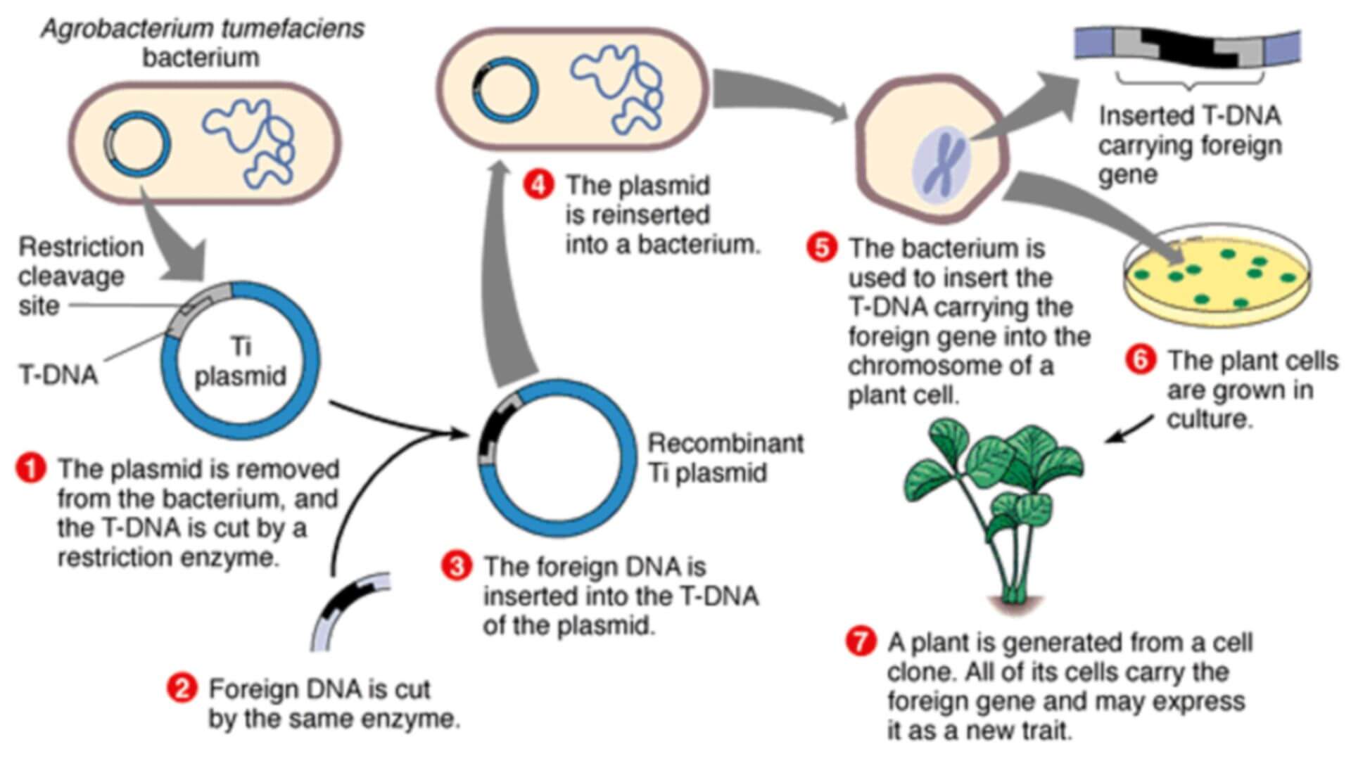 Plant Expression Vector Construction