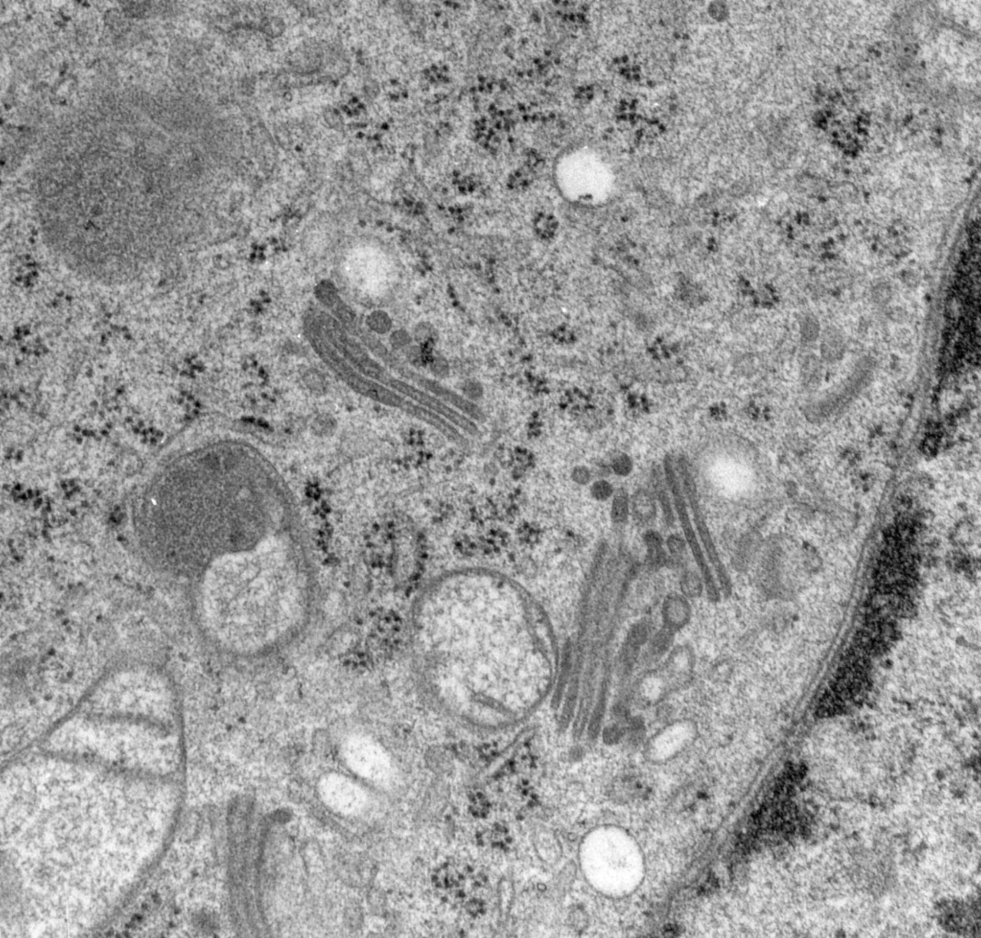 Rattus norvegicus (Golgi cisterna) - CIL:24777