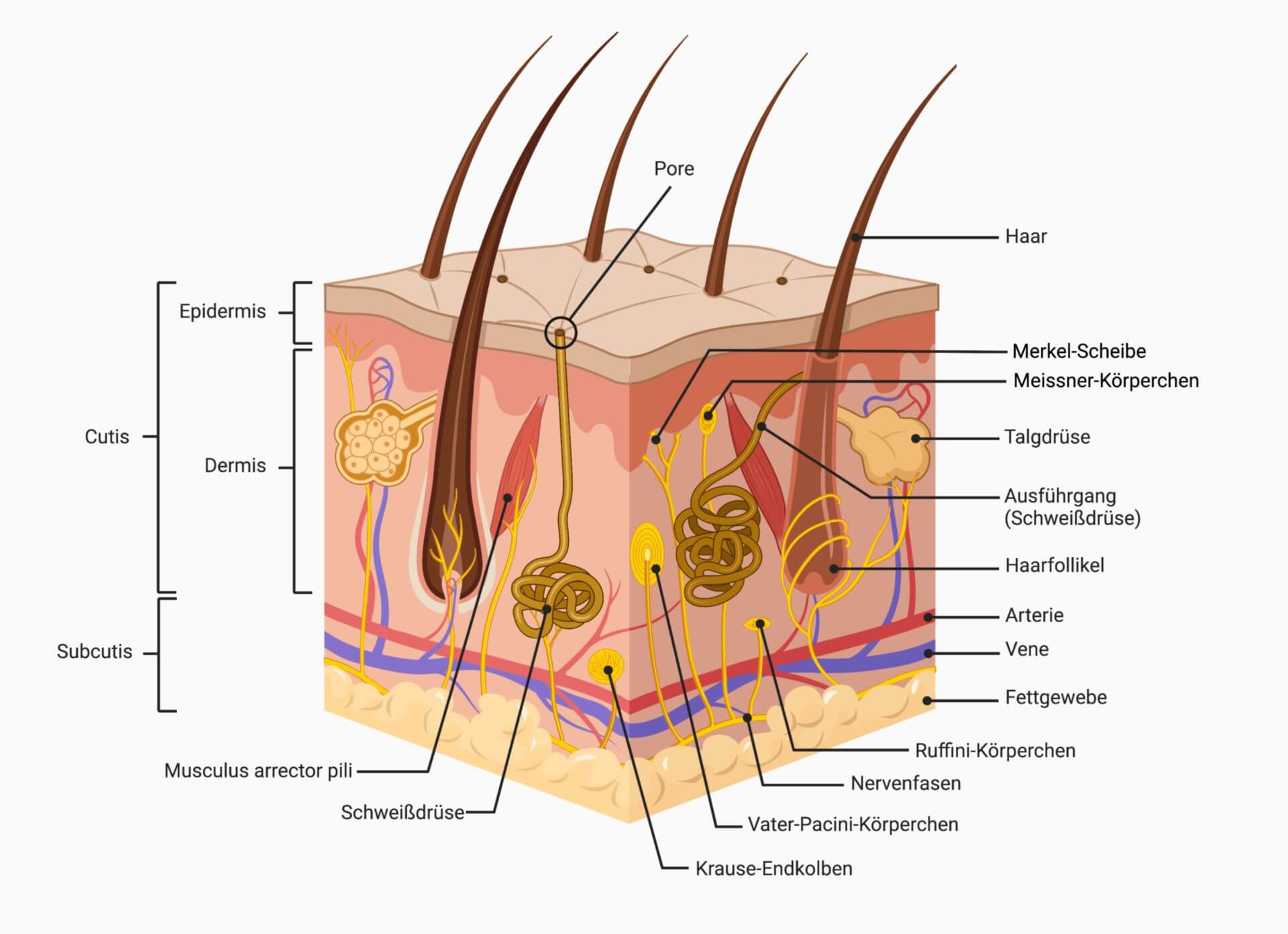 Aufbau Der Haut DocCheck