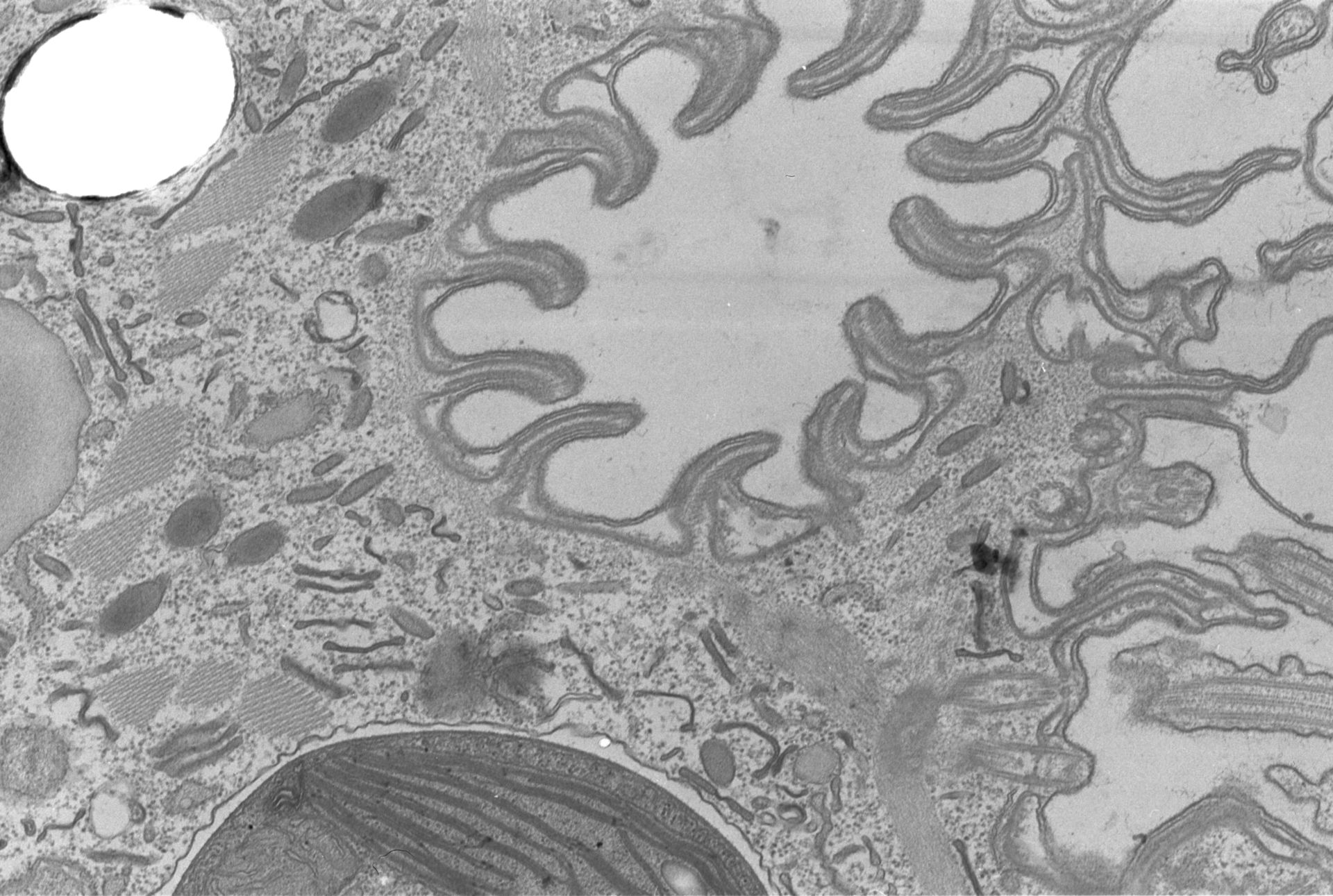 Coleps hirtus (Endosymbiotic algae) - CIL:2869