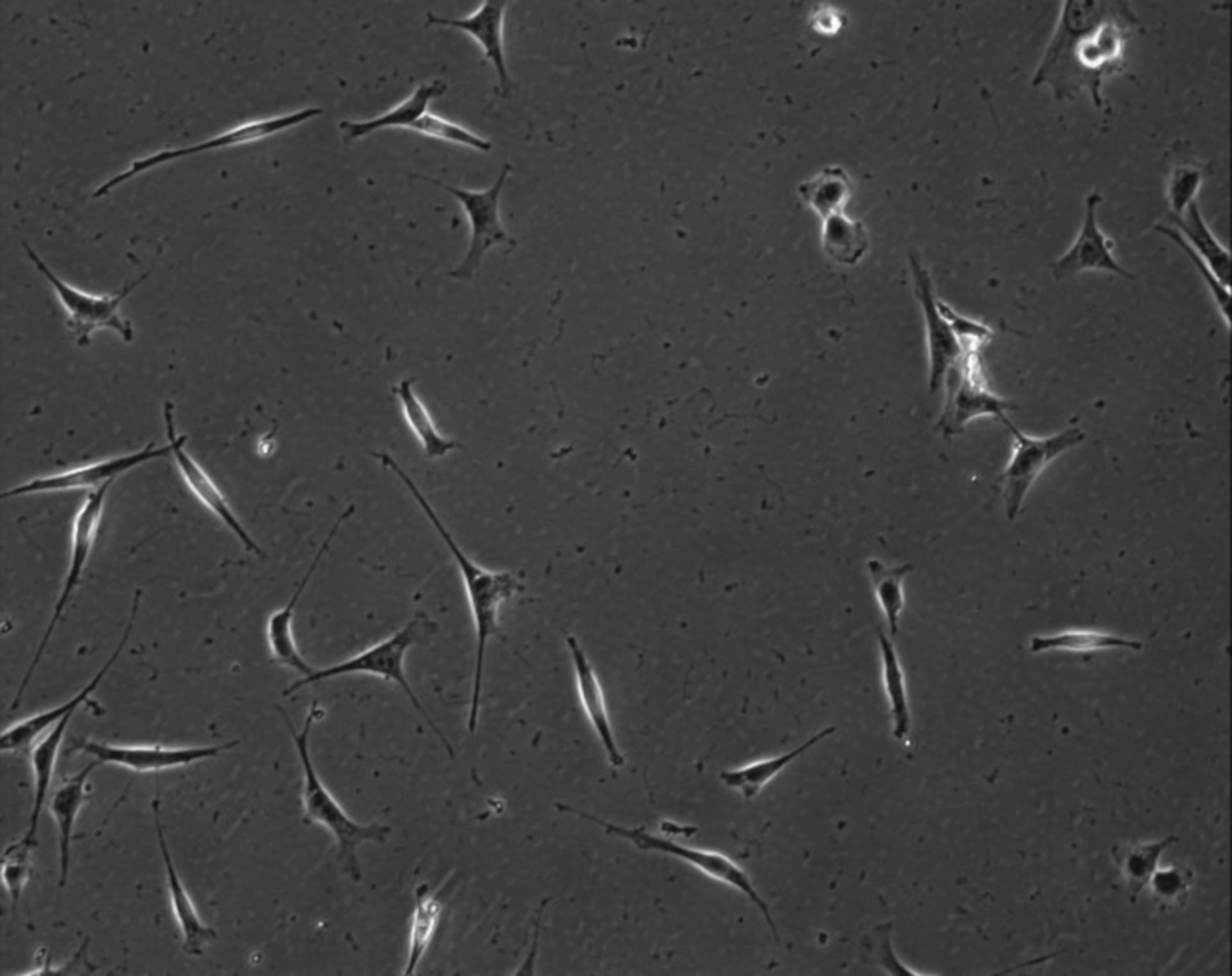 Mus musculus (Extracellular matrix part) - CIL:7880