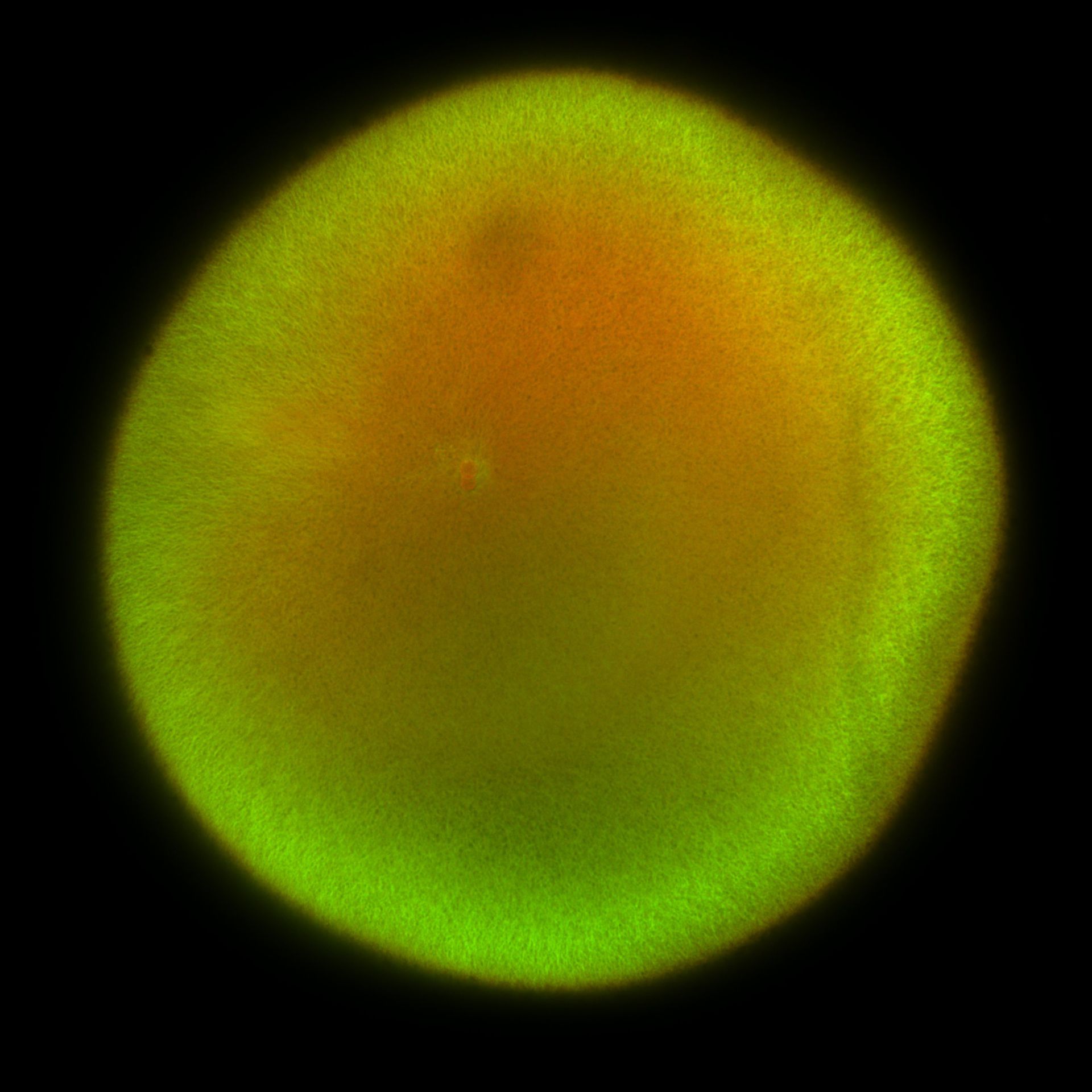 Xenopus laevis (DNA) - CIL:36489