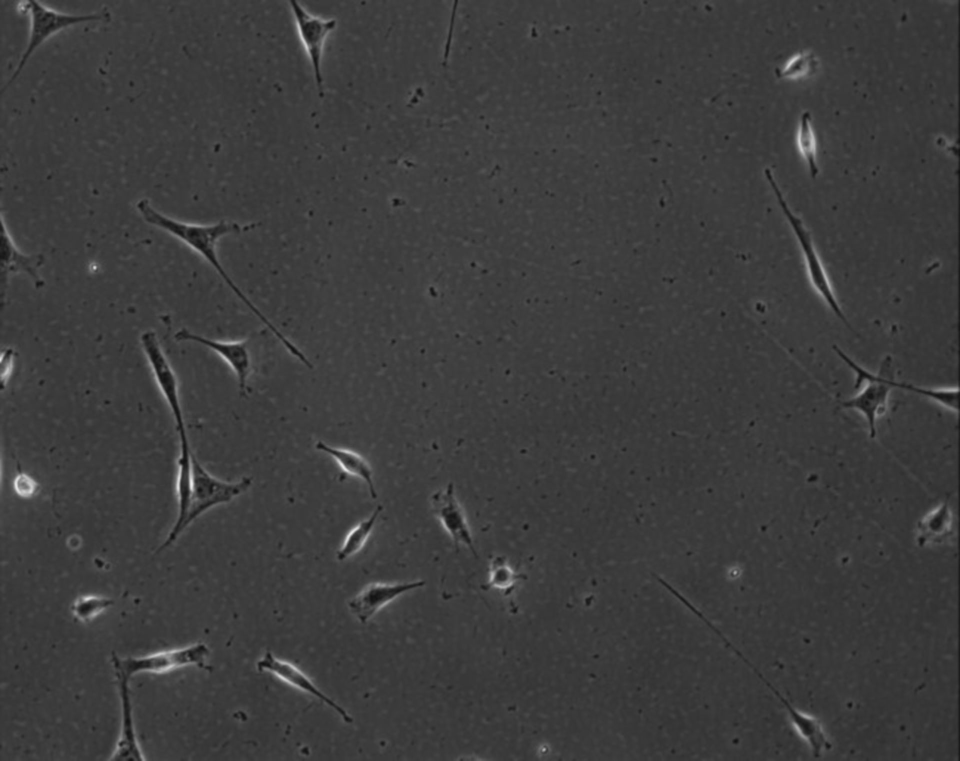 Mus musculus (Extracellular matrix part) - CIL:9007