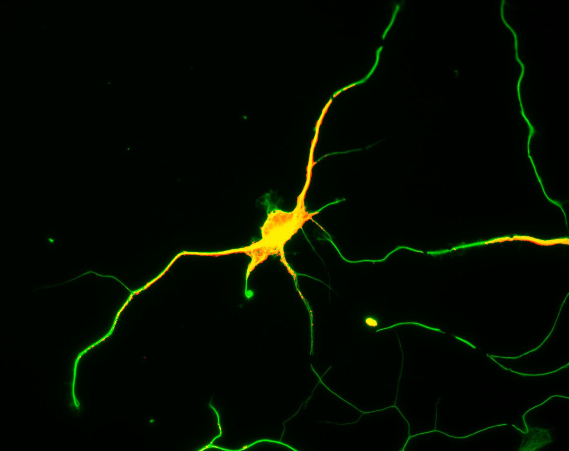Rattus (Dendrite) - CIL:8262