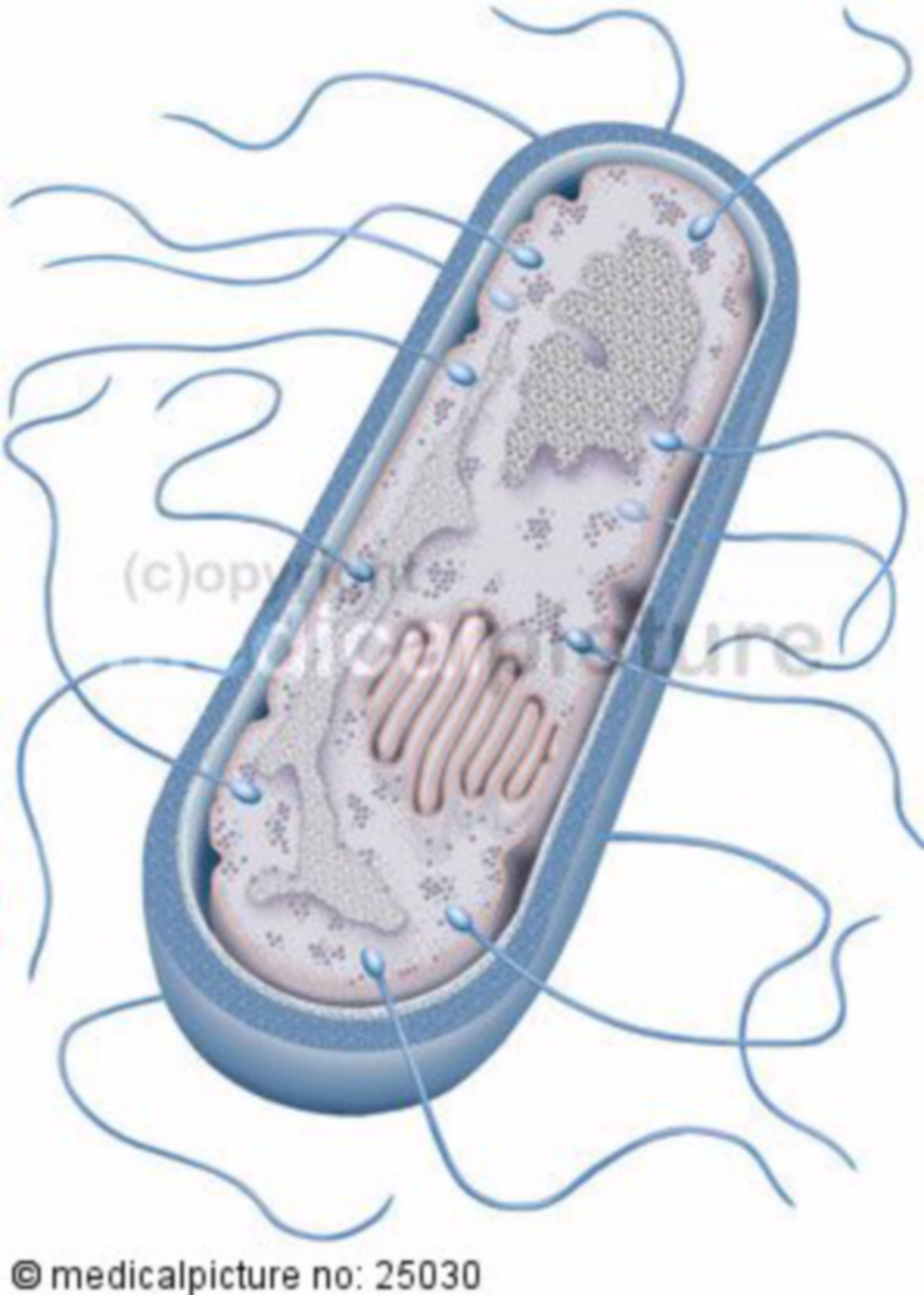  Staebchenbakterie, bacillus 
