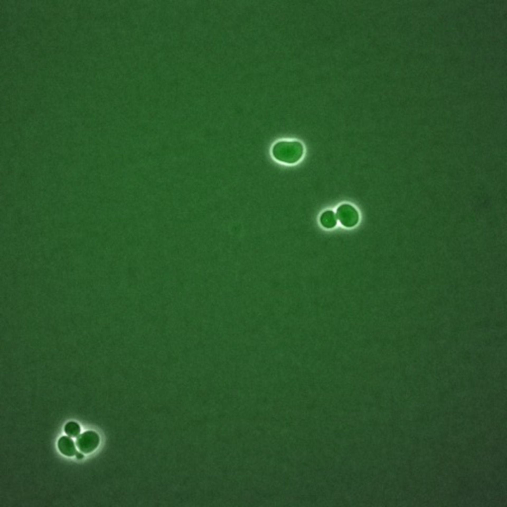 Saccharomyces cerevisiae (BUB2 protein) - CIL:35722