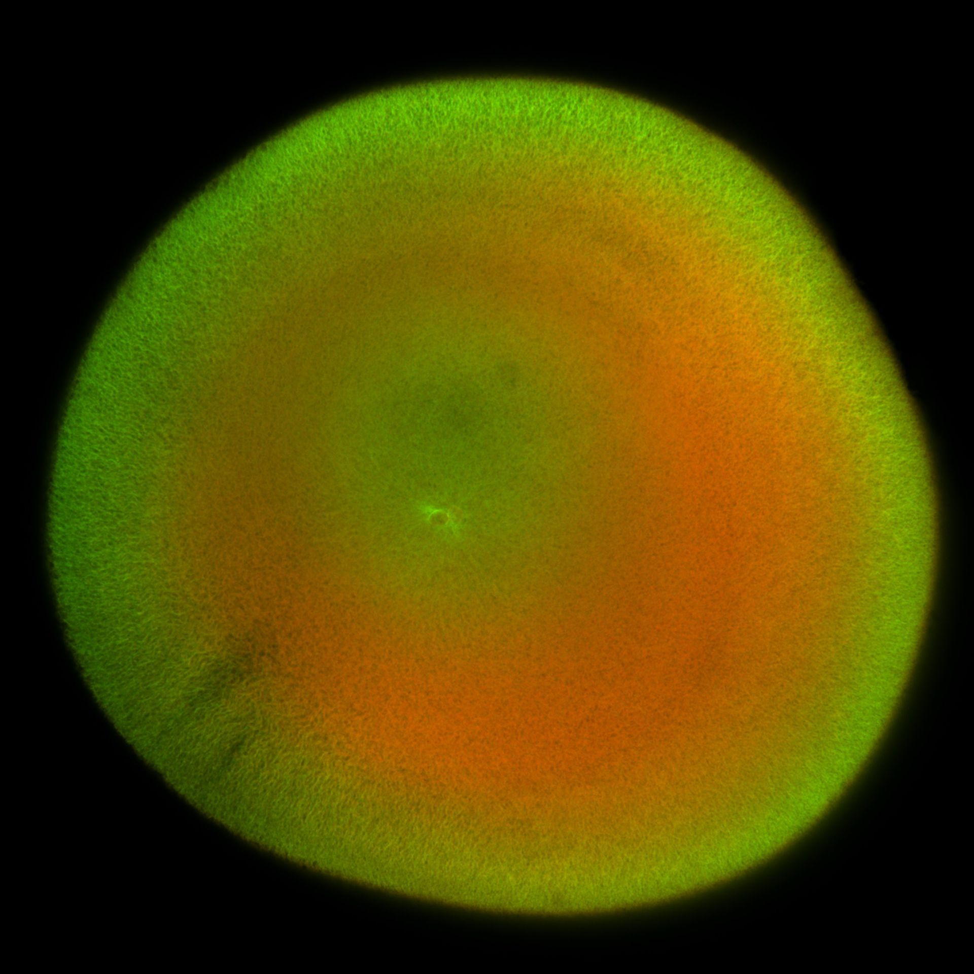 Xenopus laevis (DNA) - CIL:36503
