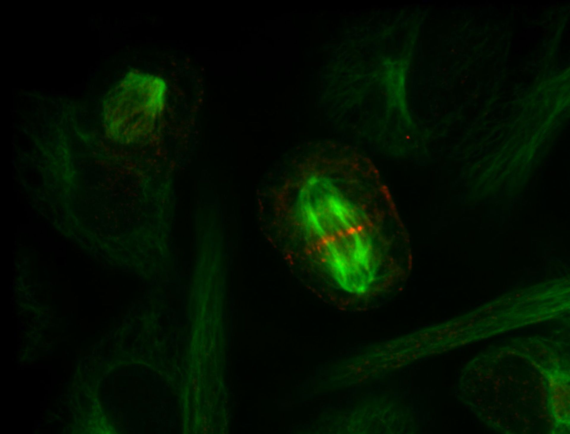 Homo sapiens (Microtubule) - CIL:7240