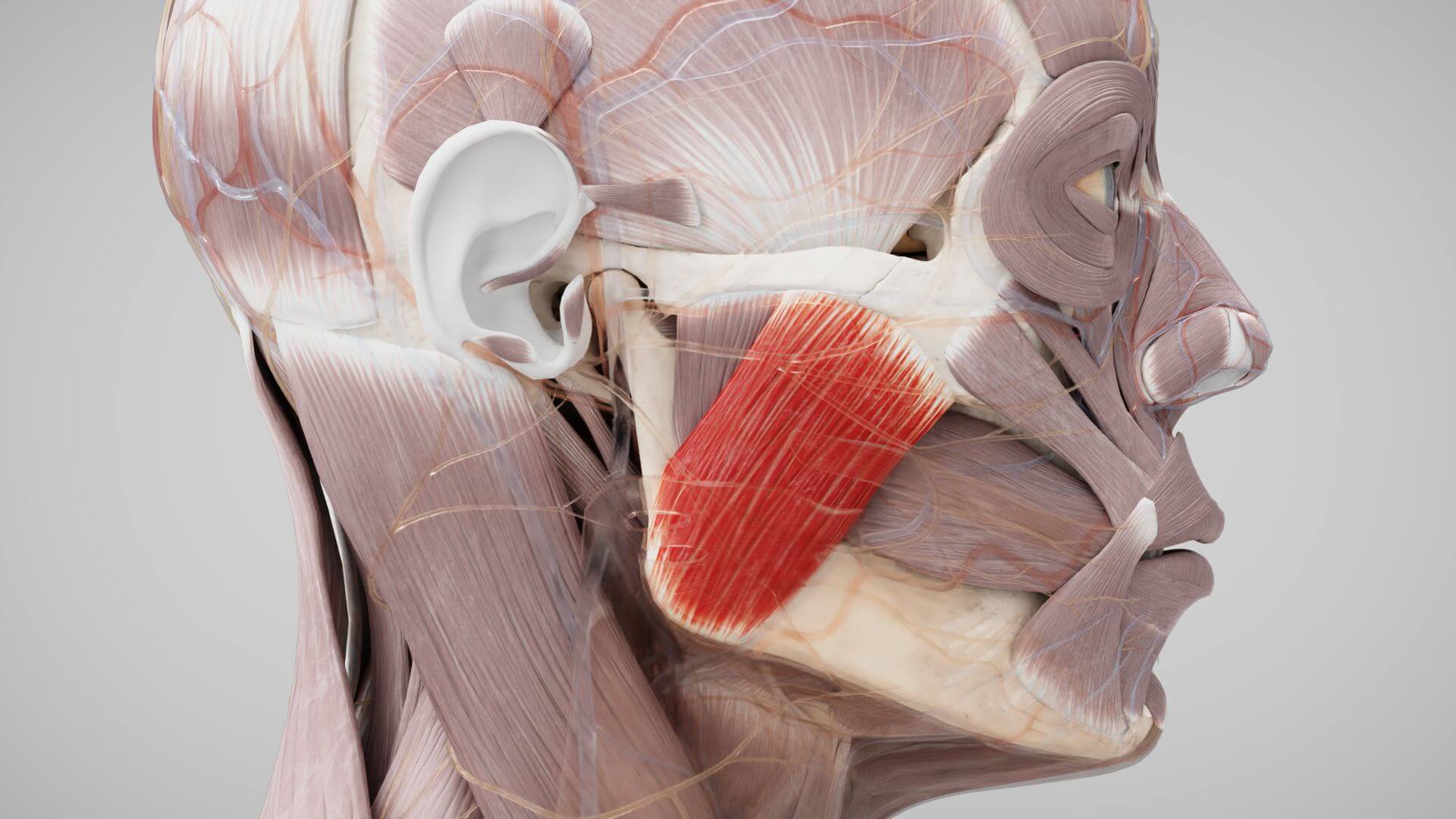 Musculus Masseter DocCheck Musculus Masseter DocCheck