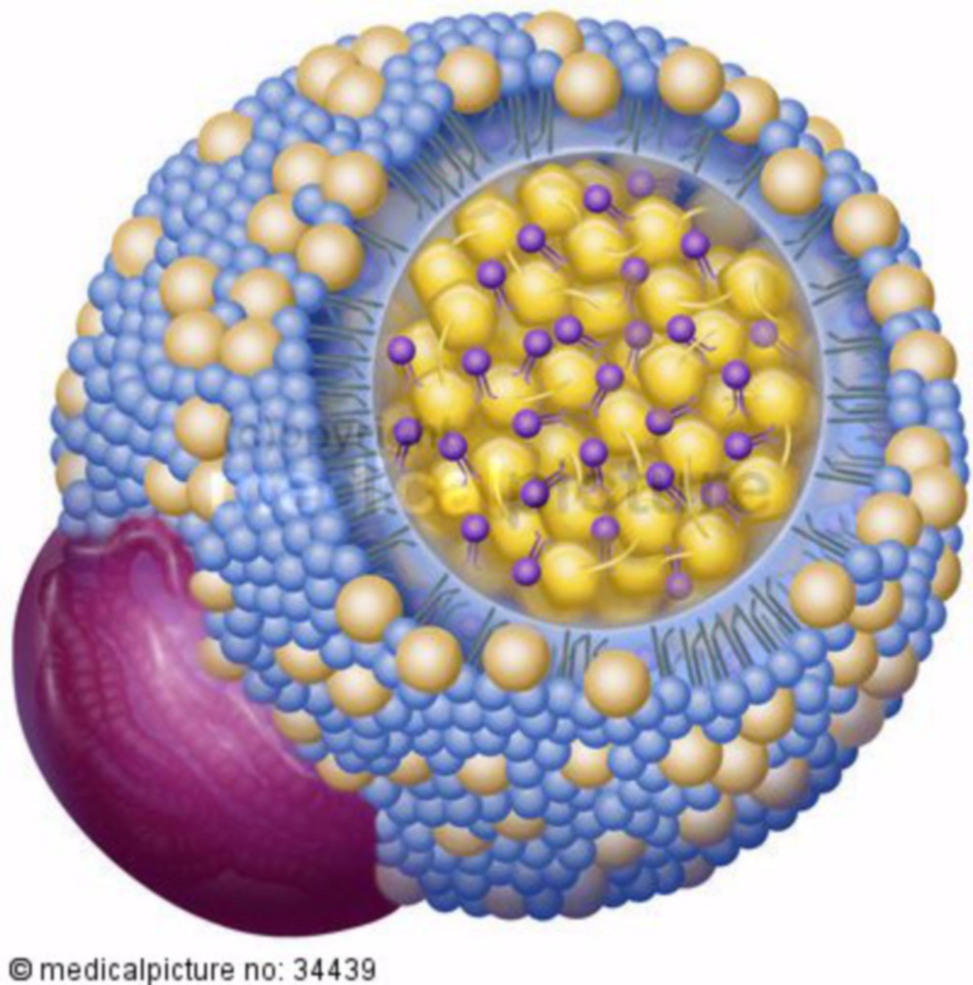 LDL Cholesterin